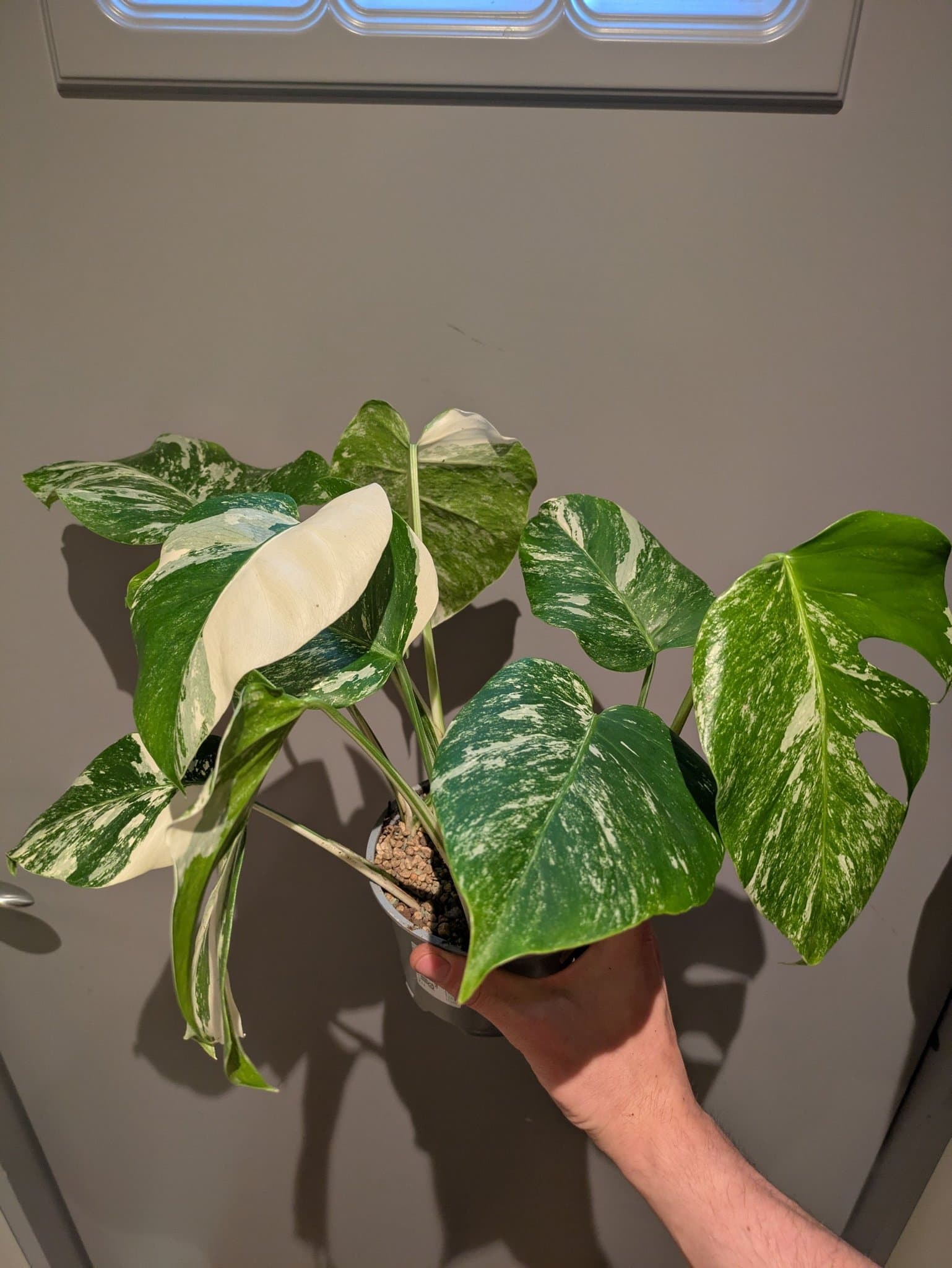 Monstera Albo Variegata – 3 välrotade plantor i samma kruka