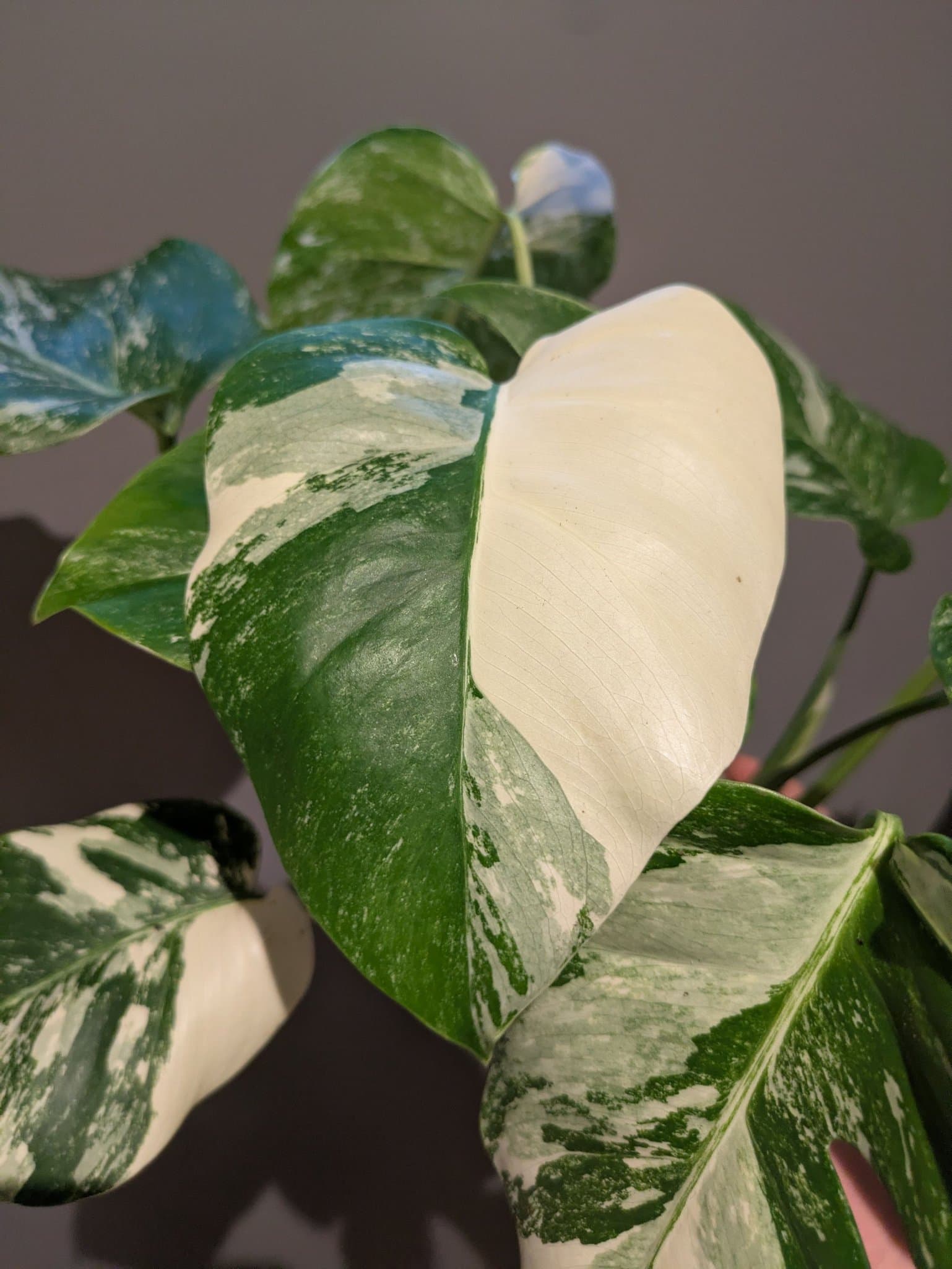 Monstera Albo Variegata – 3 välrotade plantor i samma kruka