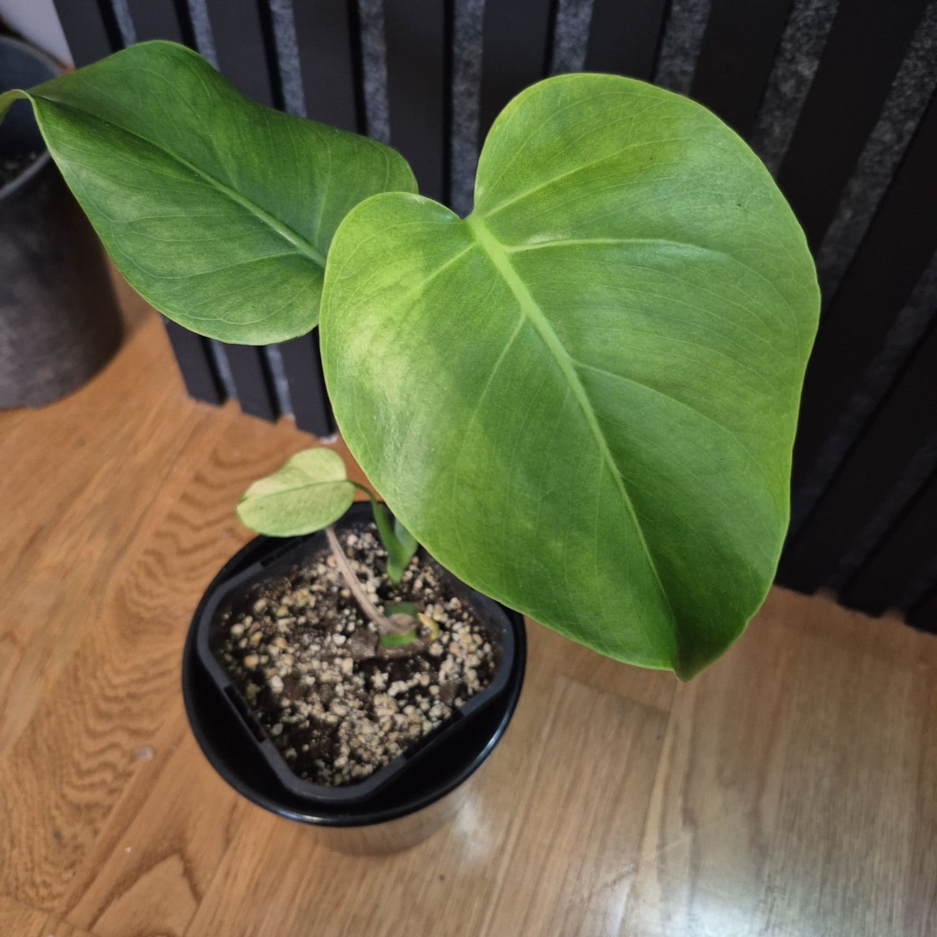 Monstera mint noid