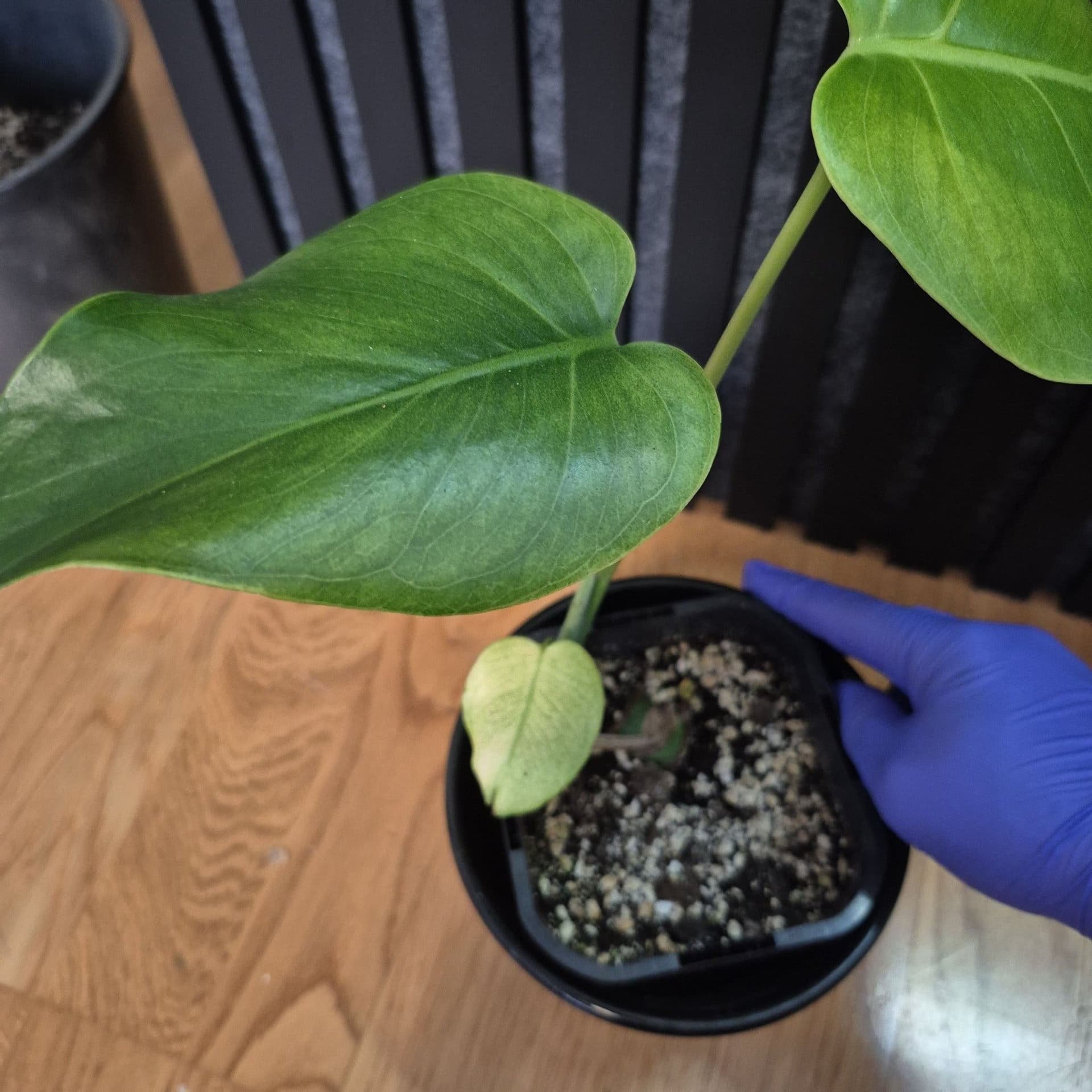 Monstera mint noid