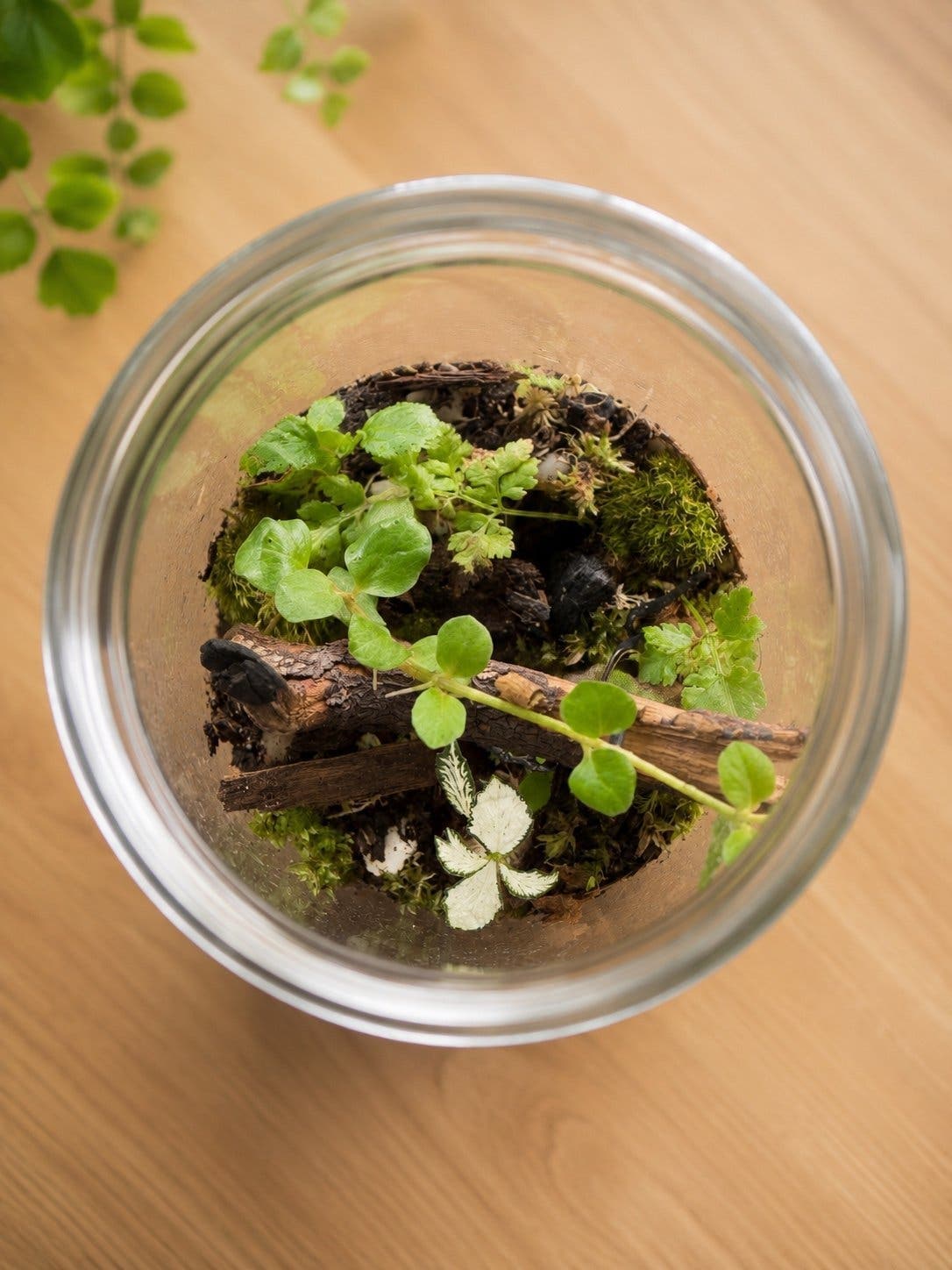 Handgjort terrarium med levande mossa