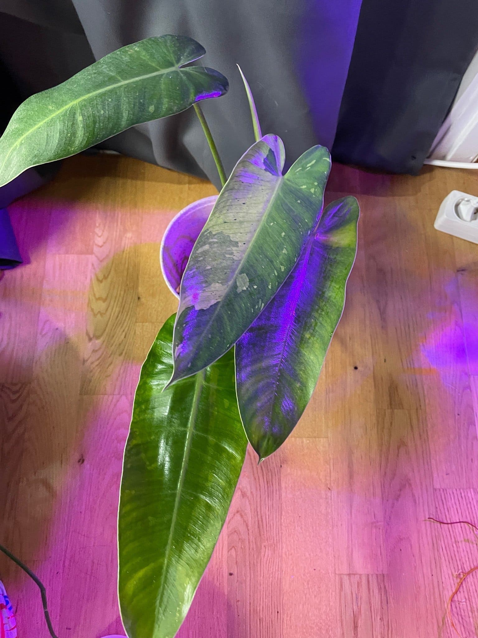 Philodendron ’José bueno’