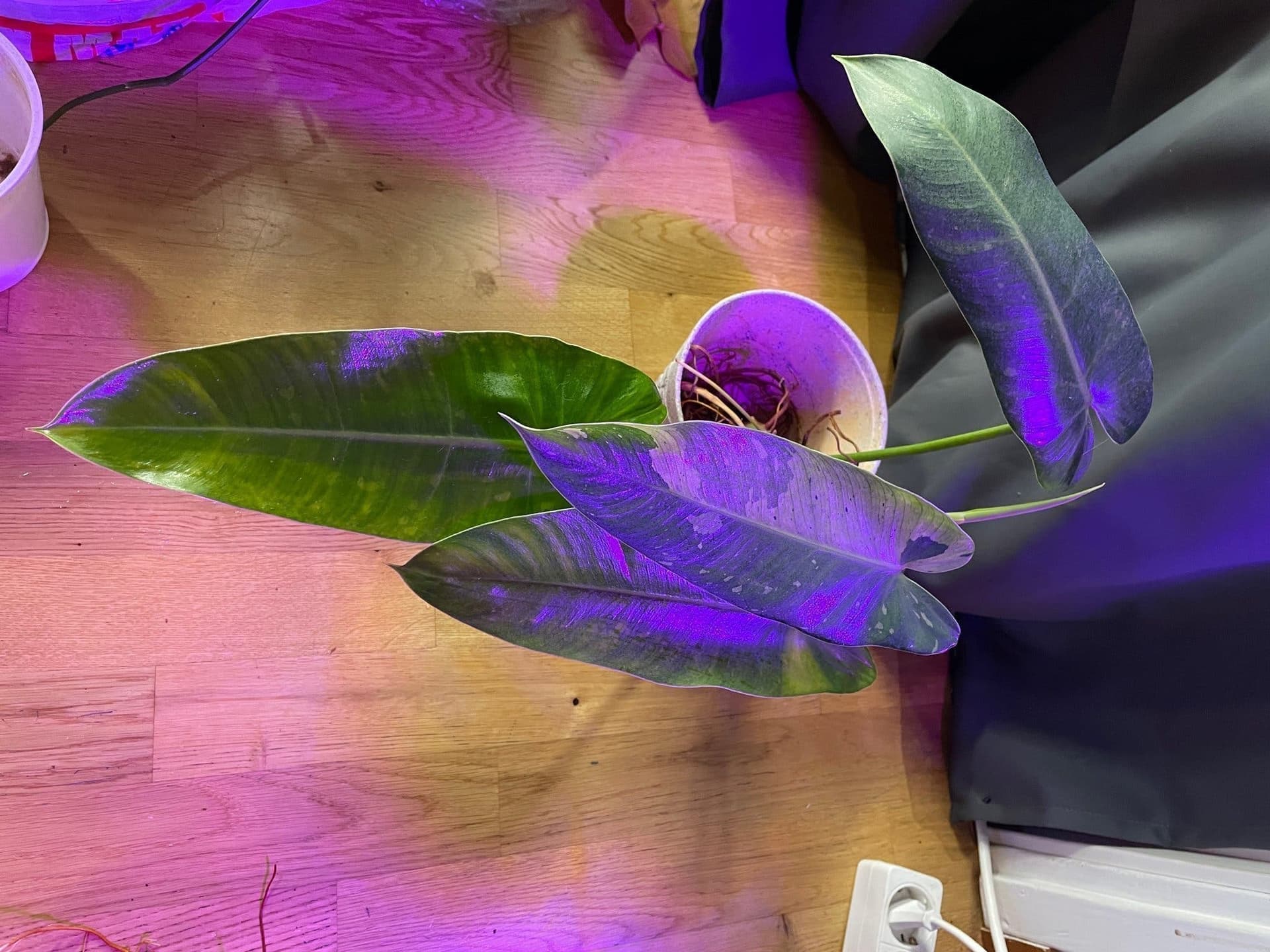 Philodendron ’José bueno’