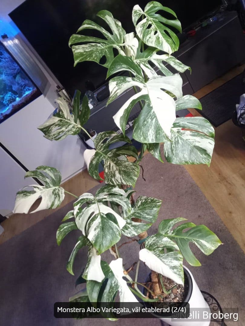 Monstera Albo Variegata