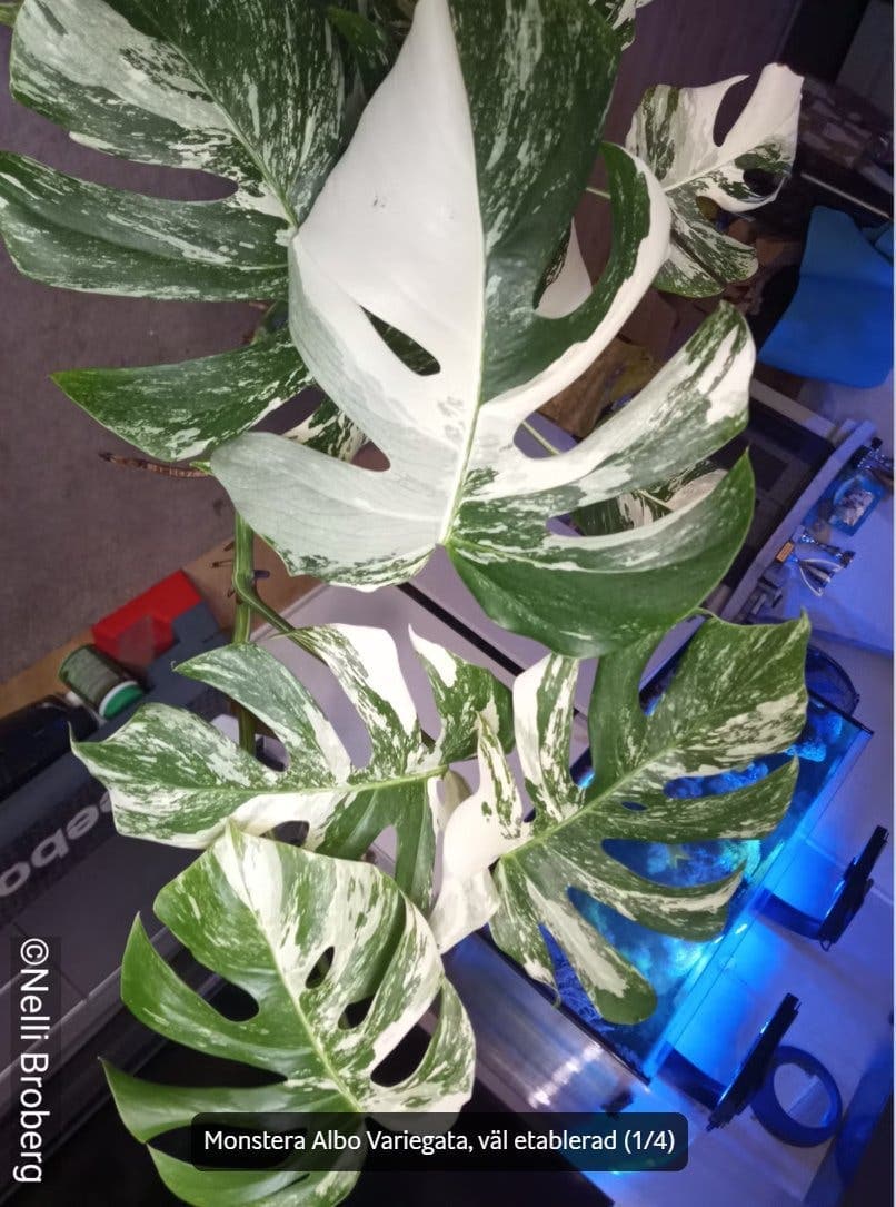 Monstera Albo Variegata