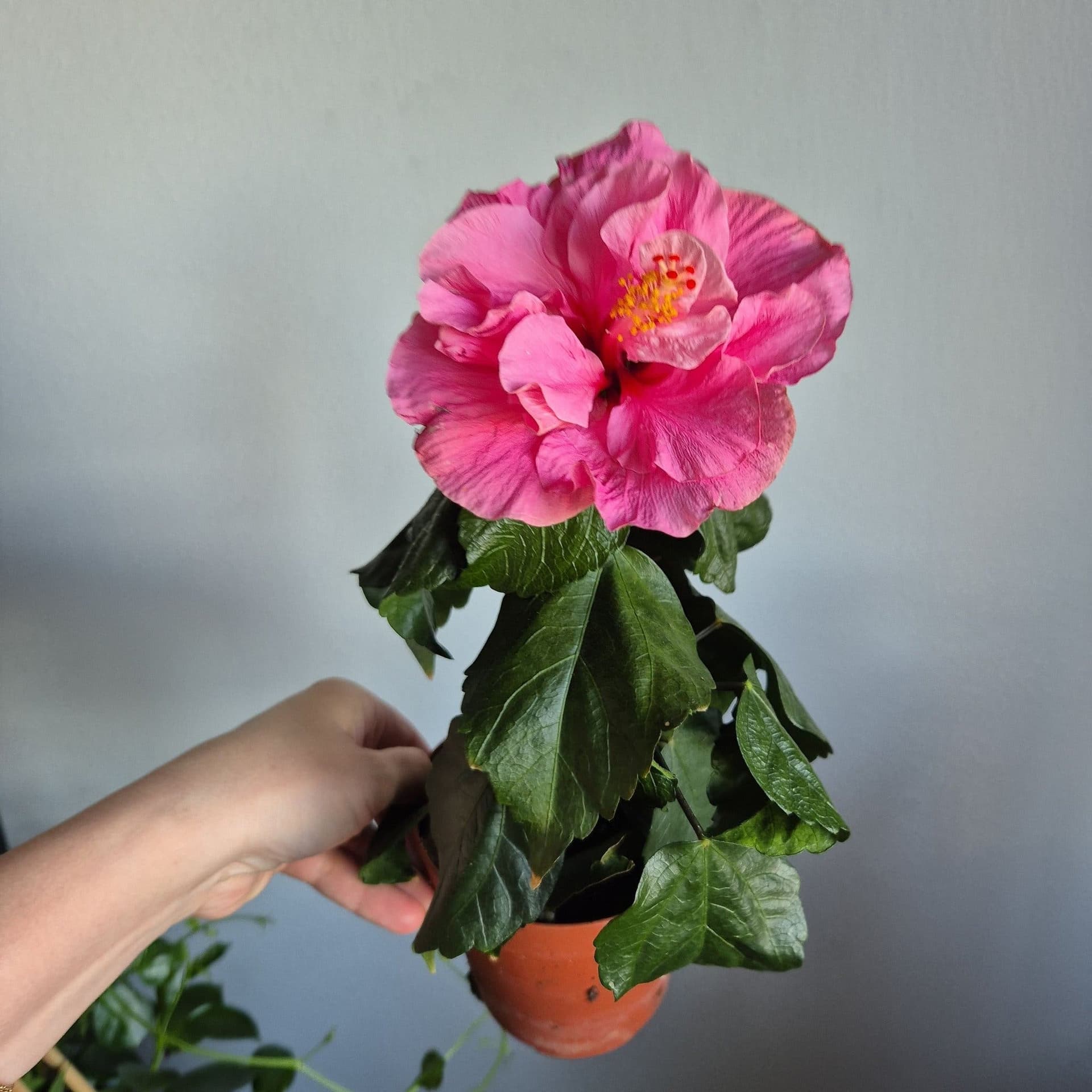 Hibiskus
