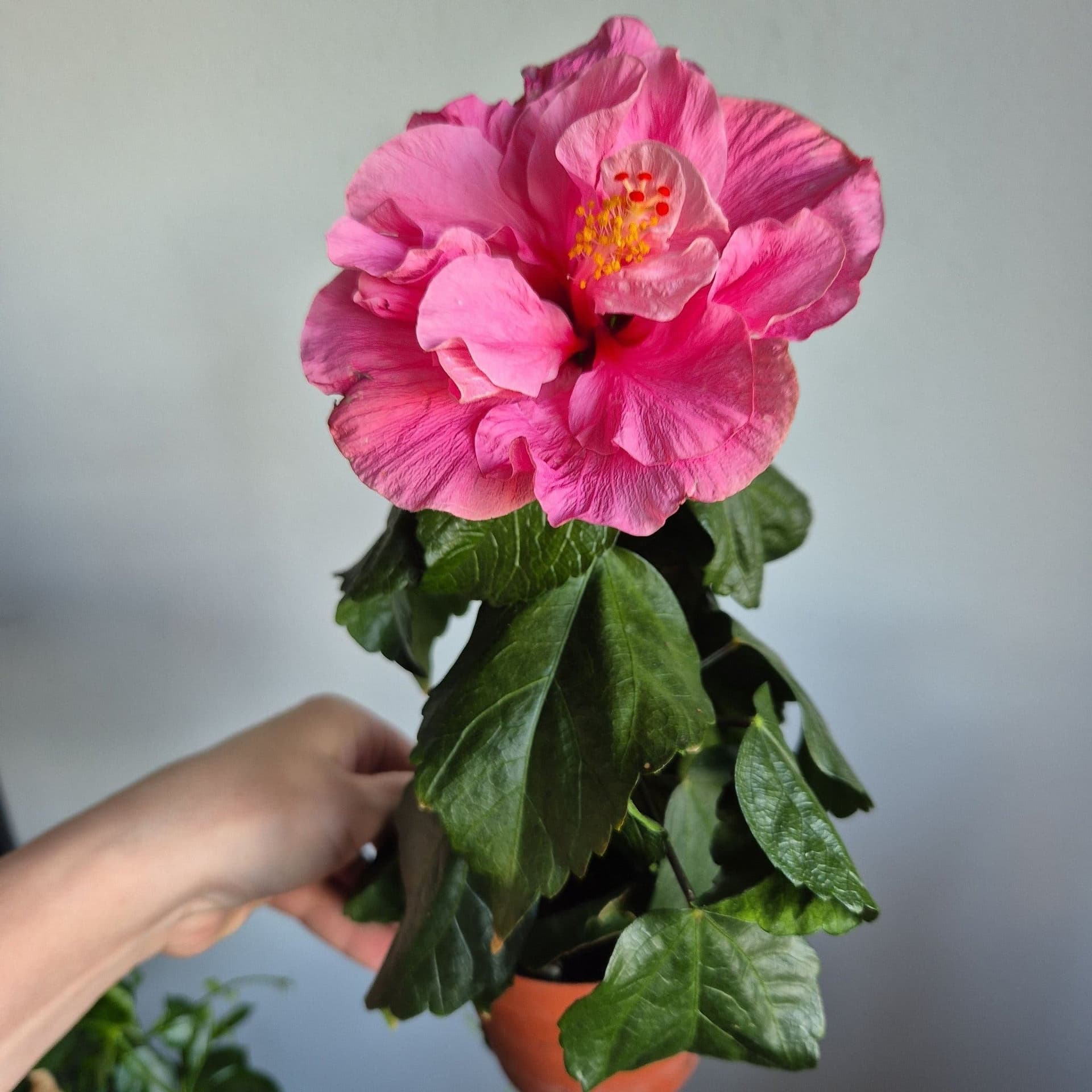 Hibiskus