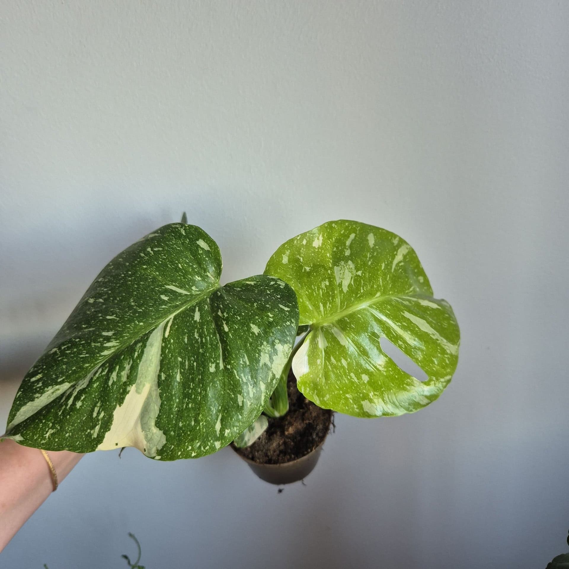 Monstera Thai Constellation