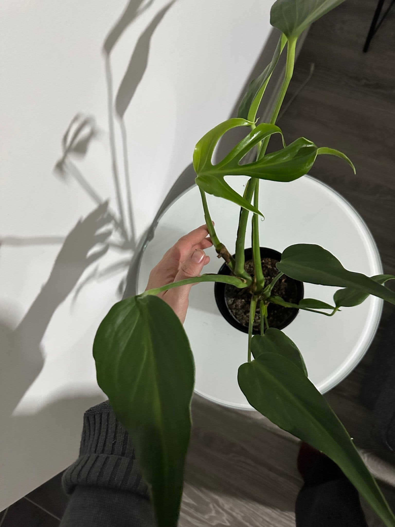Monstera burle Marx flame