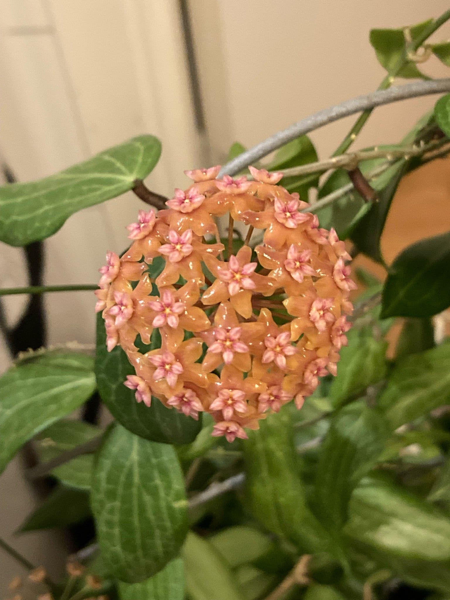 Hoya fitchii, en rotad och växande stickling
