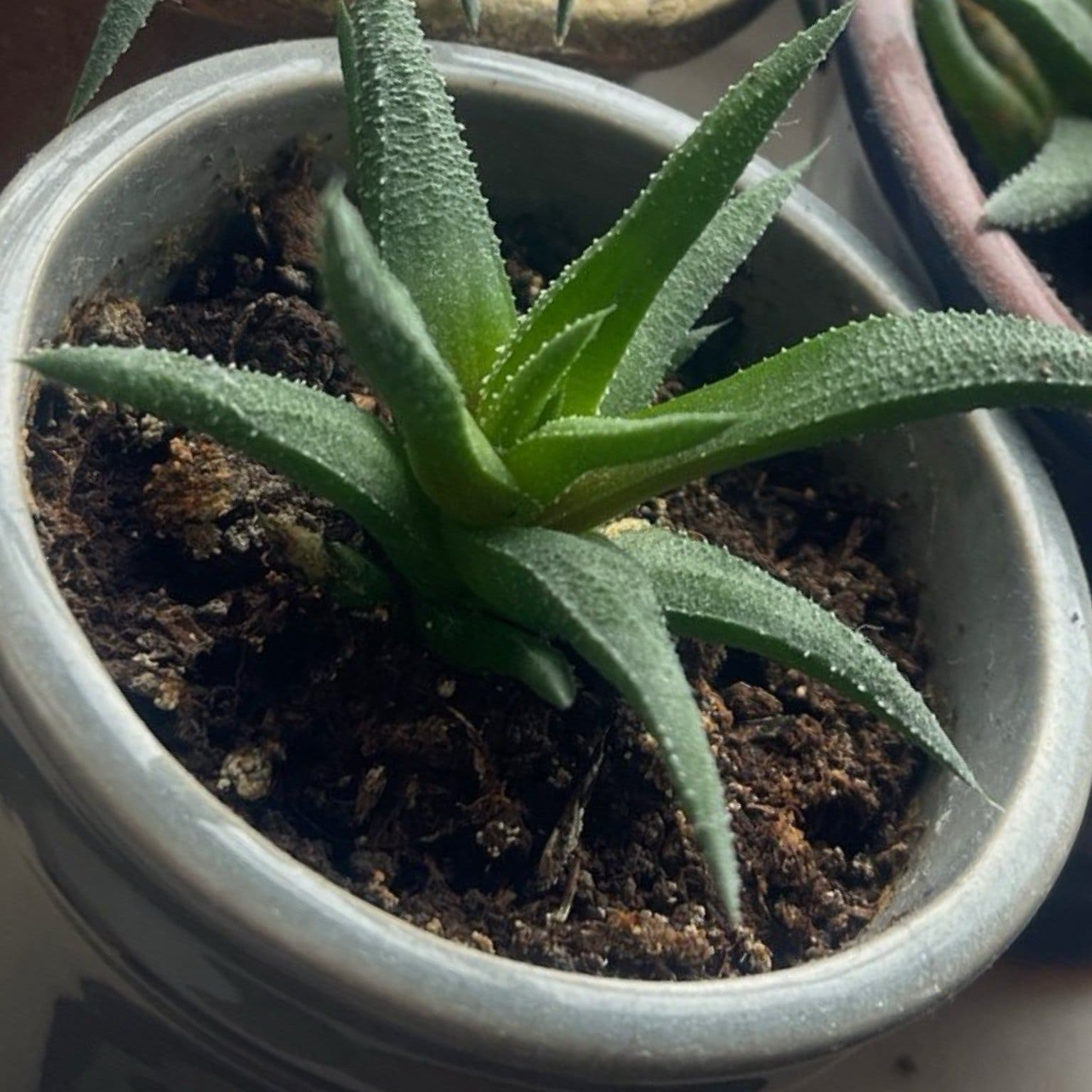 Haworthia fasciata, suckulent