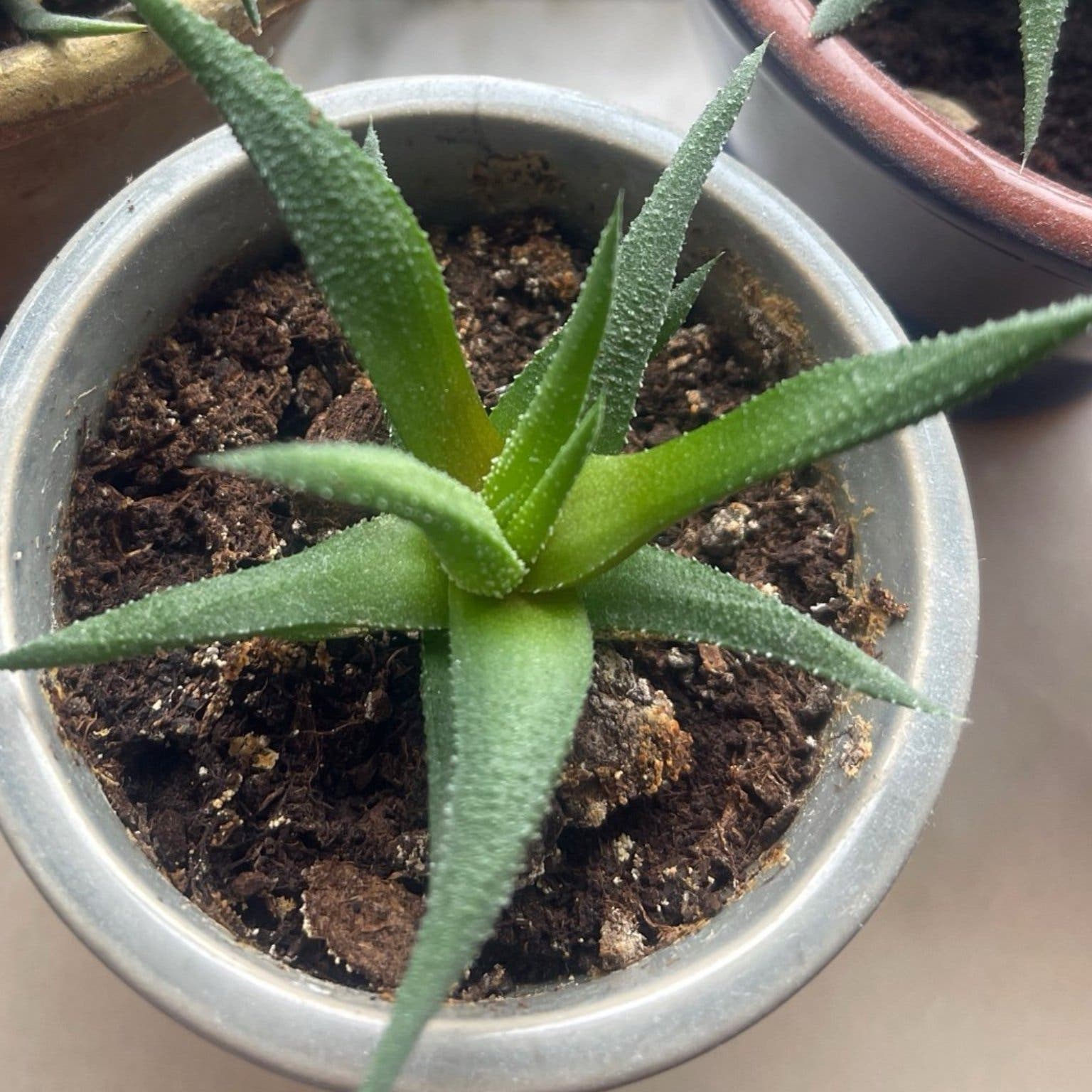 Haworthia fasciata, suckulent