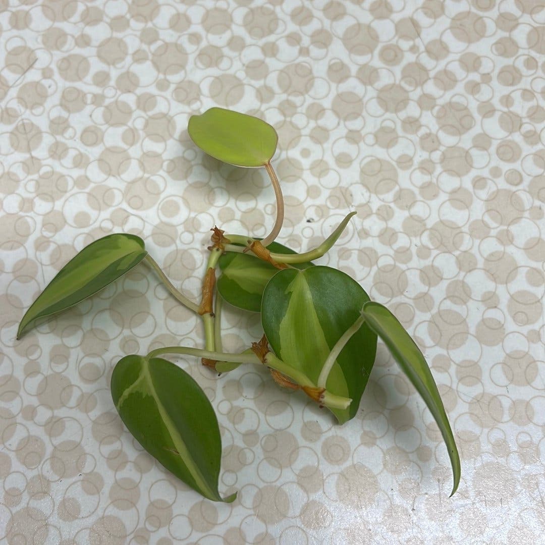 Philodendron Hederaceum Brasil stickling