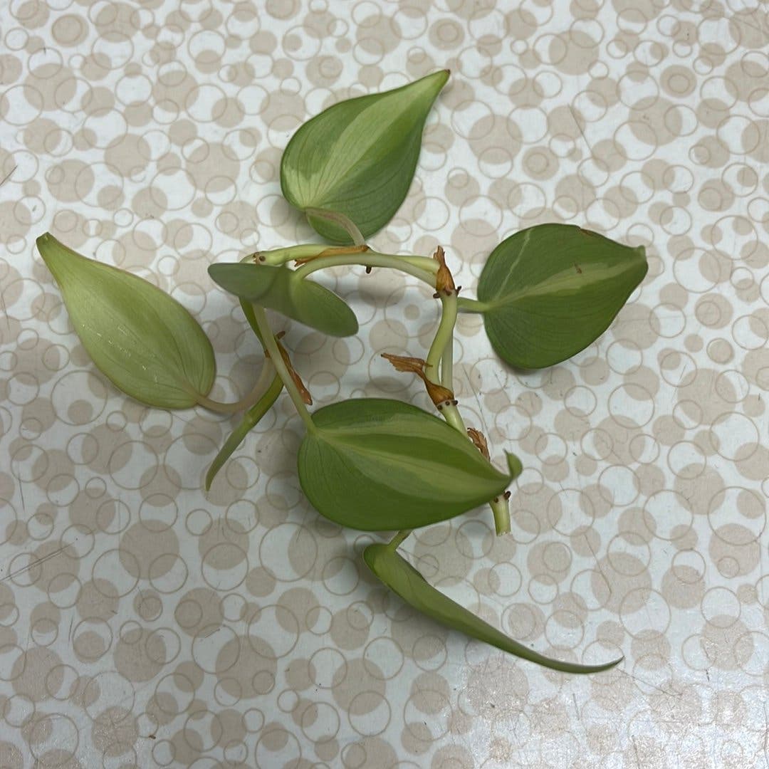 Philodendron Hederaceum Brasil stickling