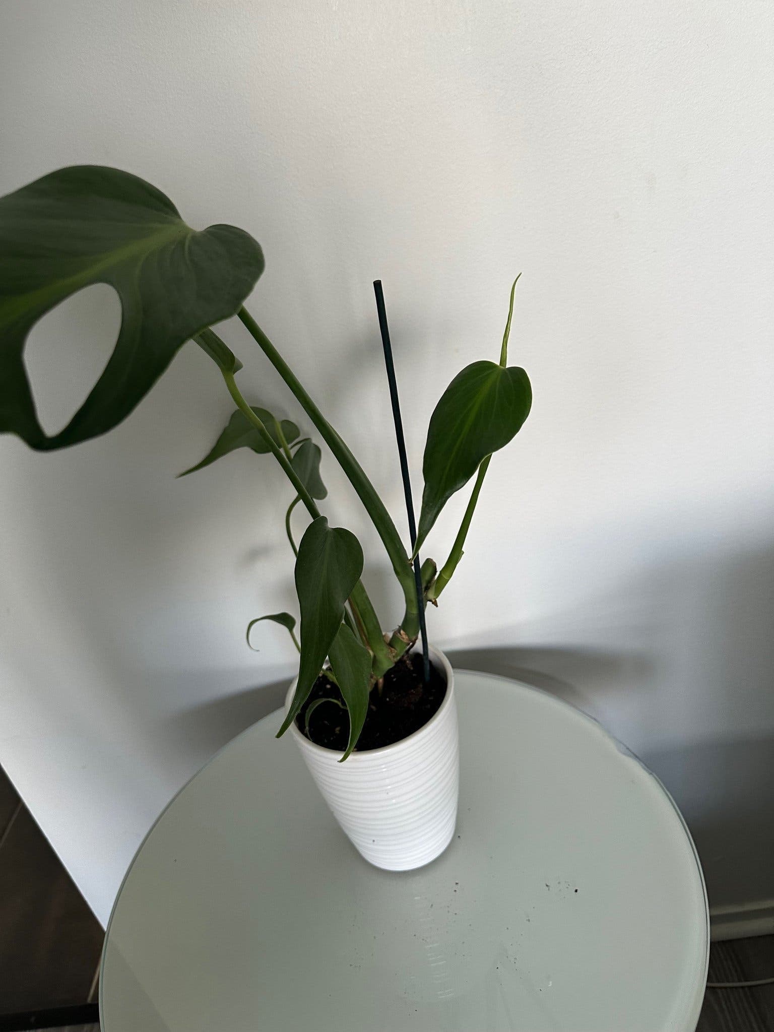 Monstera burle marx flame