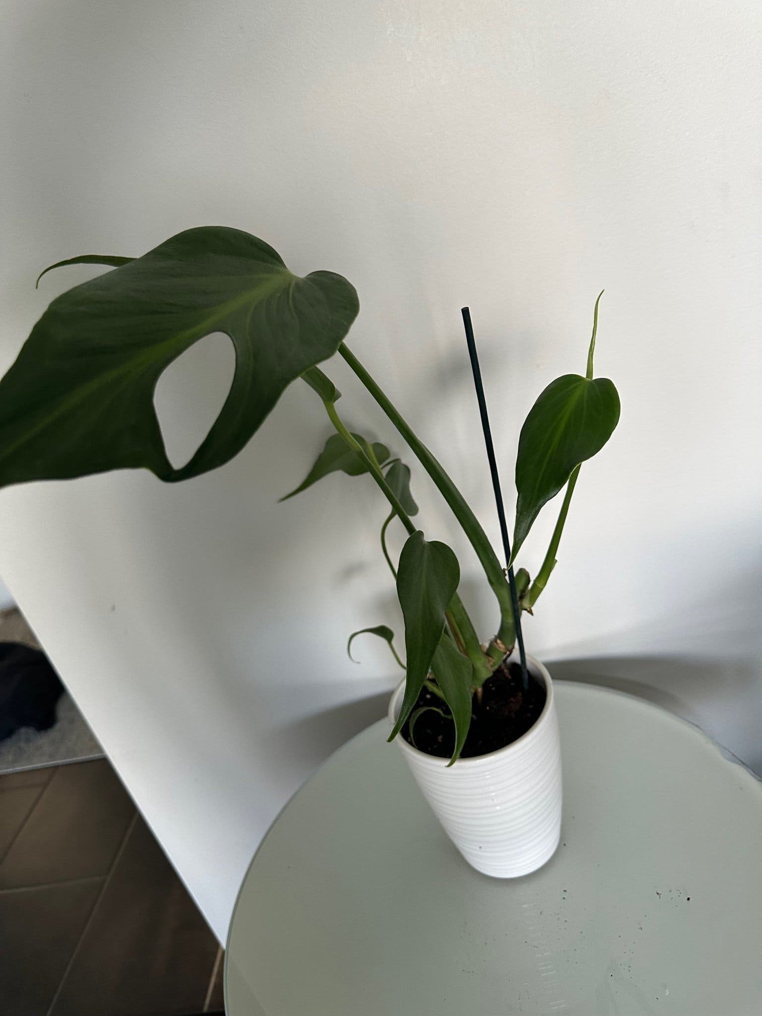 Monstera burle marx flame