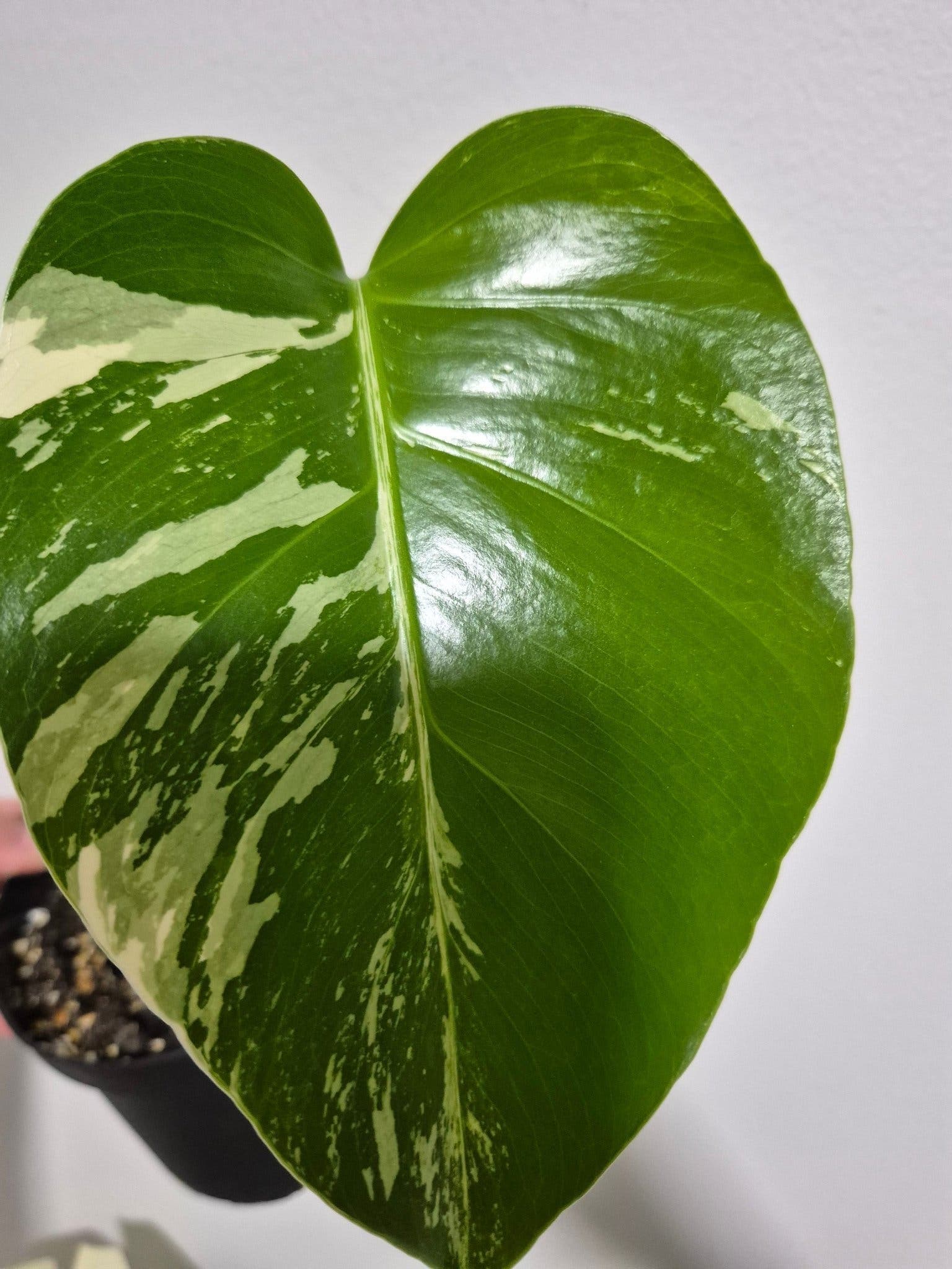 Monstera Jungle Mint Ej tc planta ??