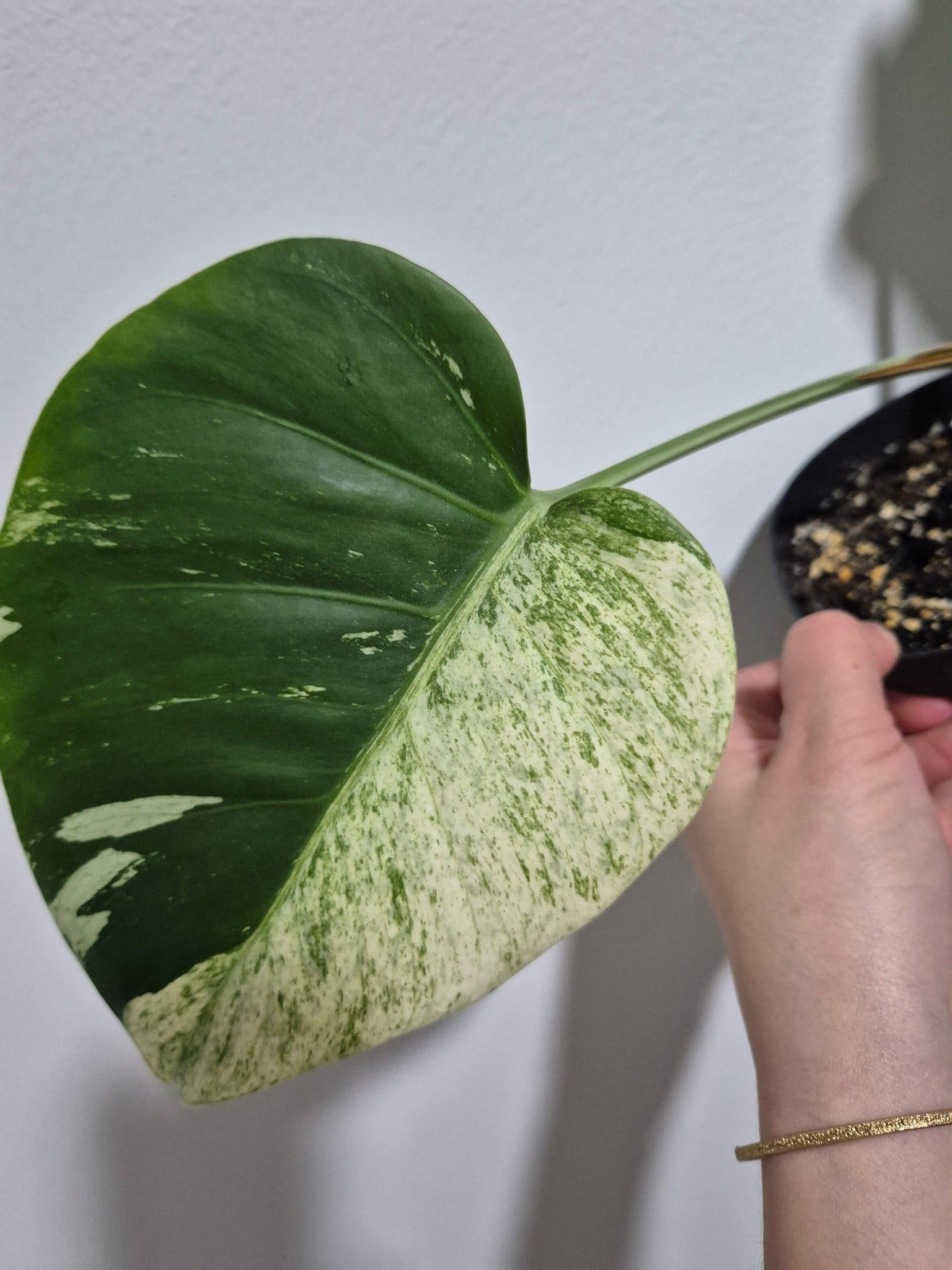 Monstera Jungle Mint Ej tc planta ??