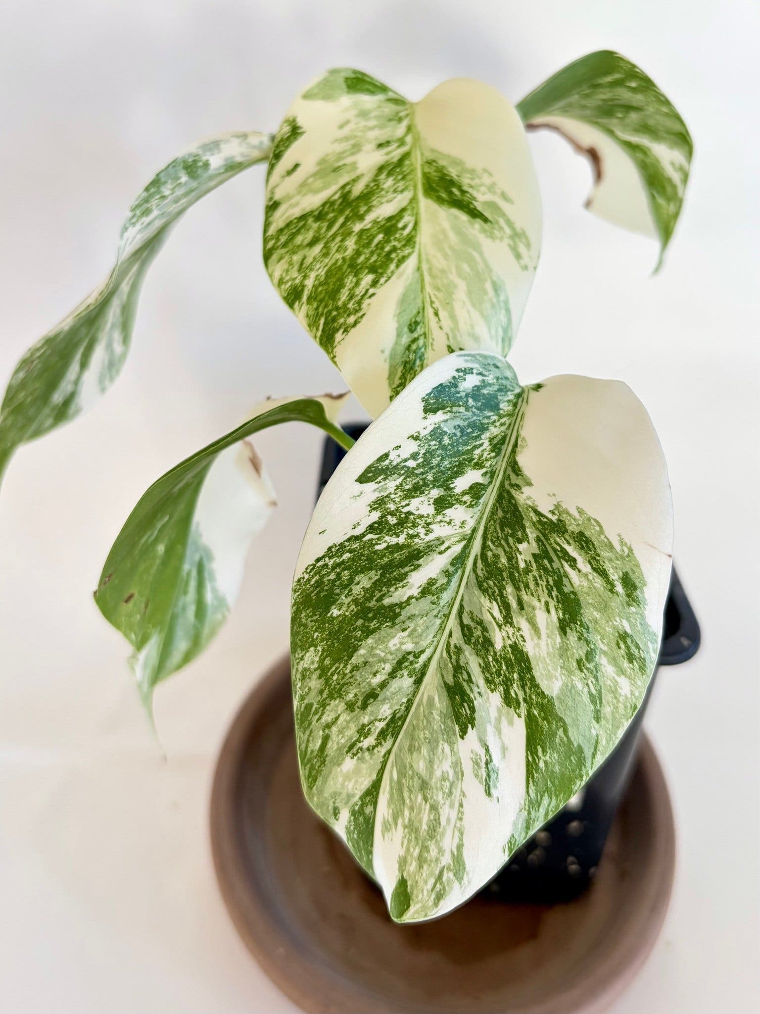 Monstera deliciosa small form albo variegata, aroid