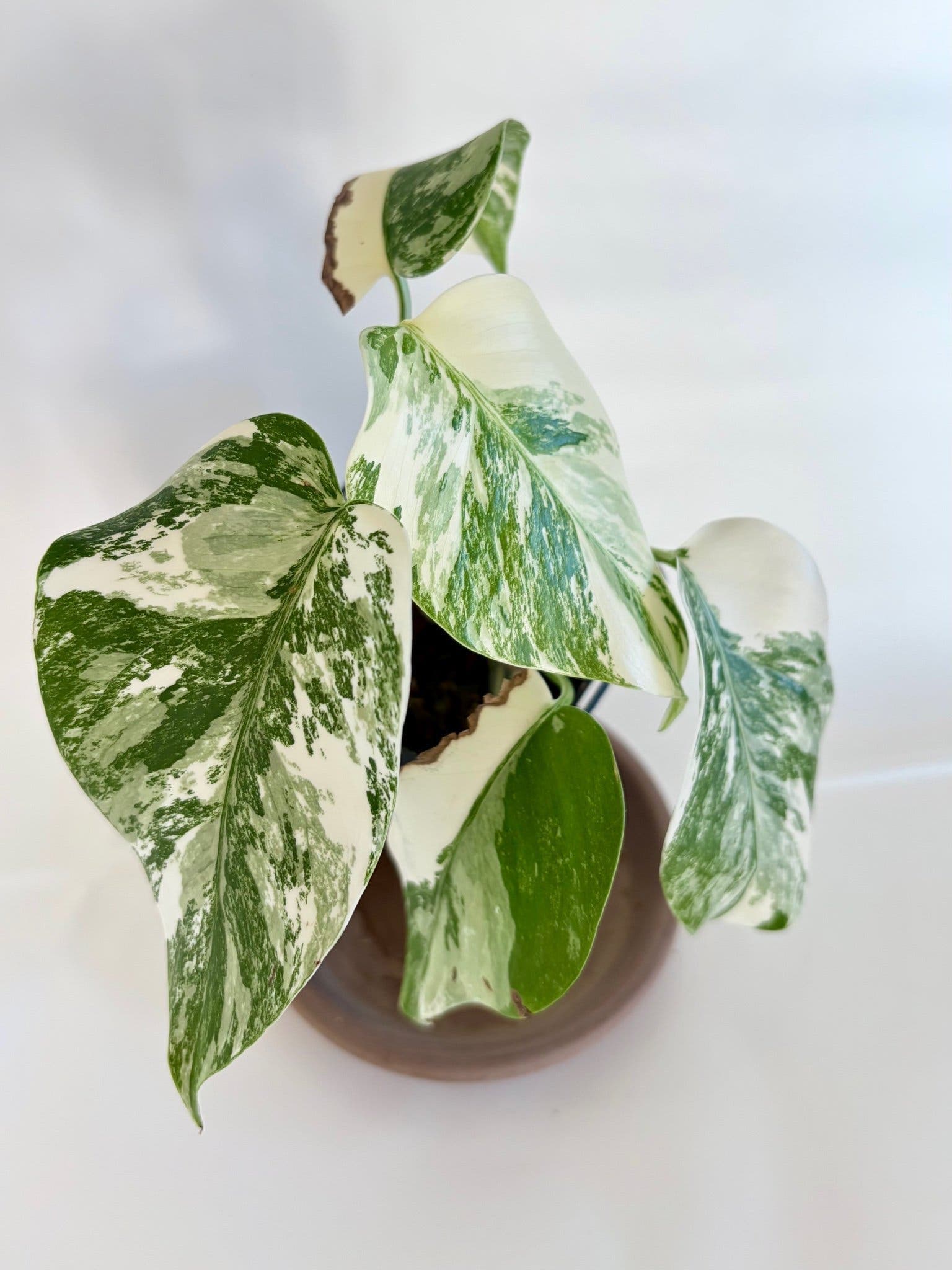 Monstera deliciosa small form albo variegata, aroid