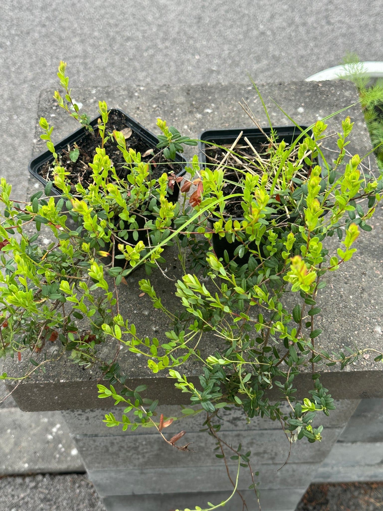 Tranbär ”Big Pearl”, 2 plantor