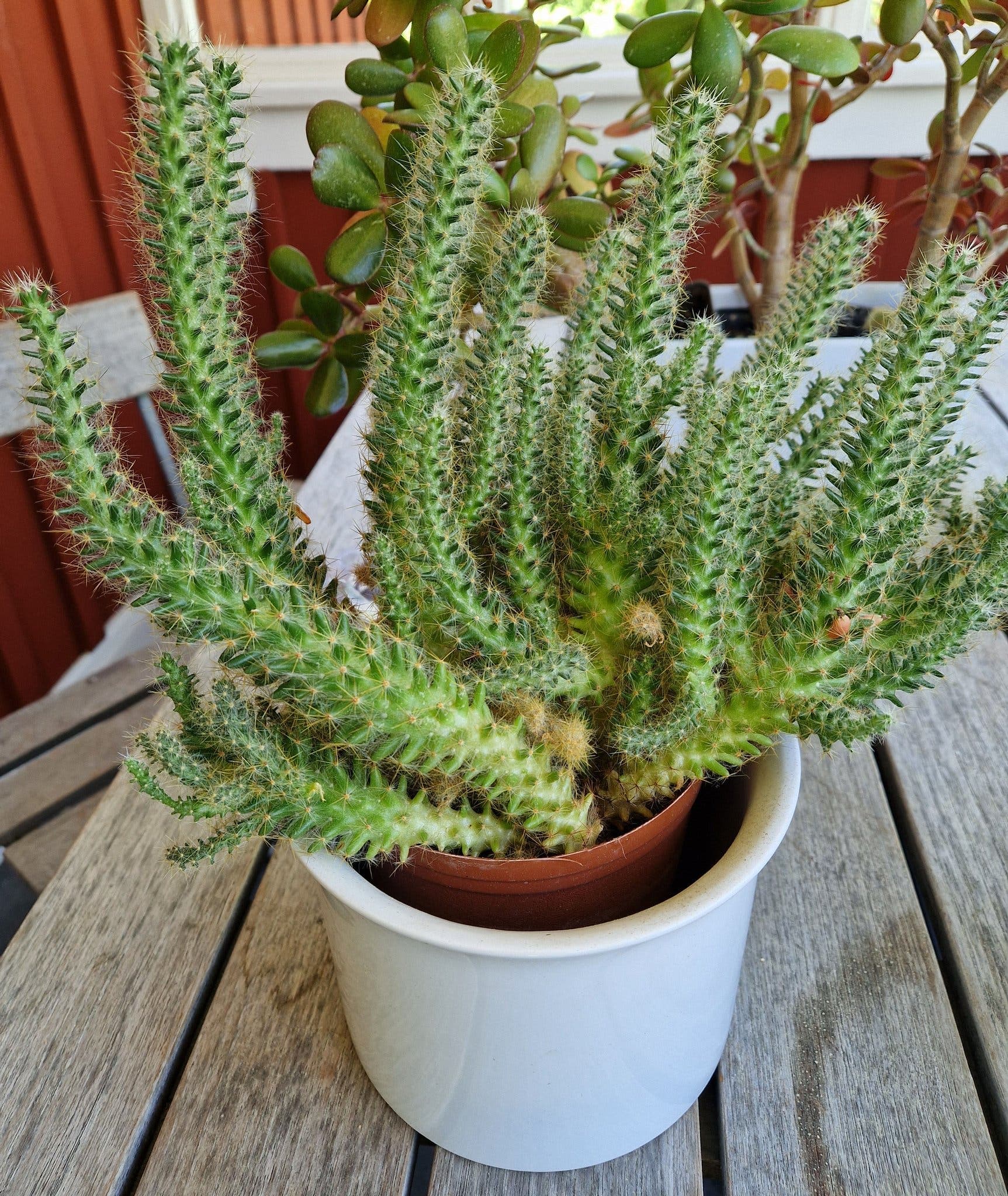 Mammillaria prolifera kaktus