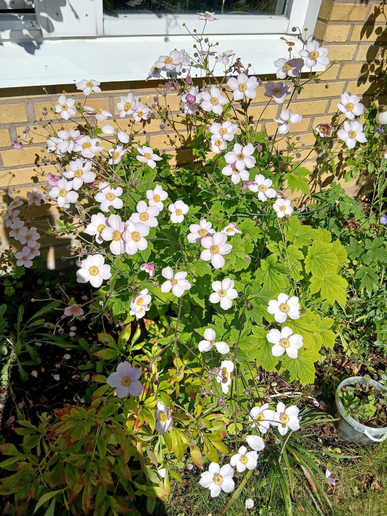 Höstanemon 4-5 plantor/perenn