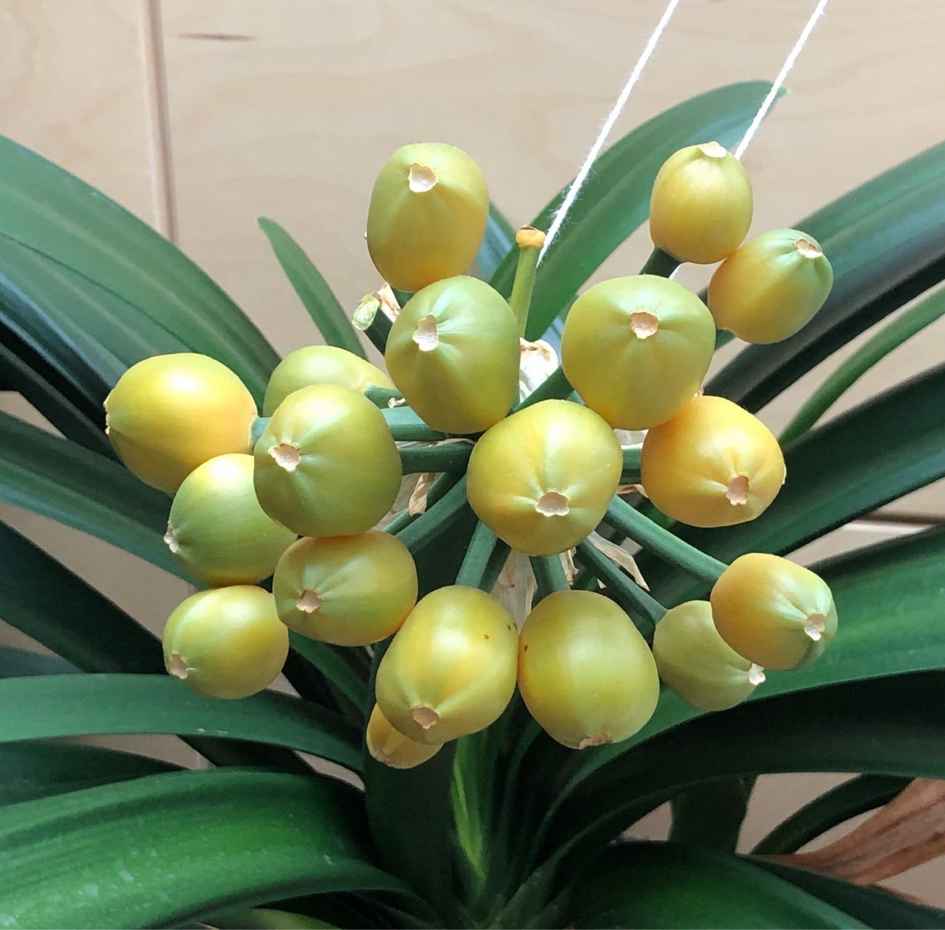 Clivia frön (gul/pastell)
