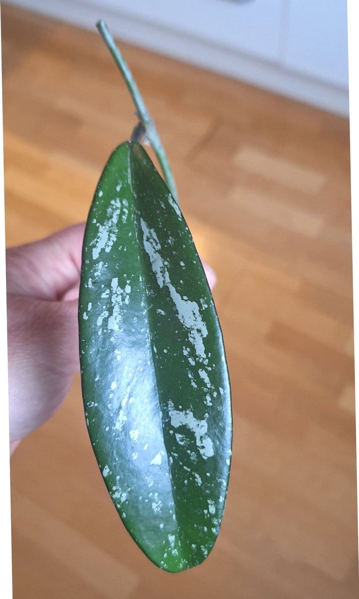 Hoya Pubicalyx 'Silver Spot' påbörjad rotning