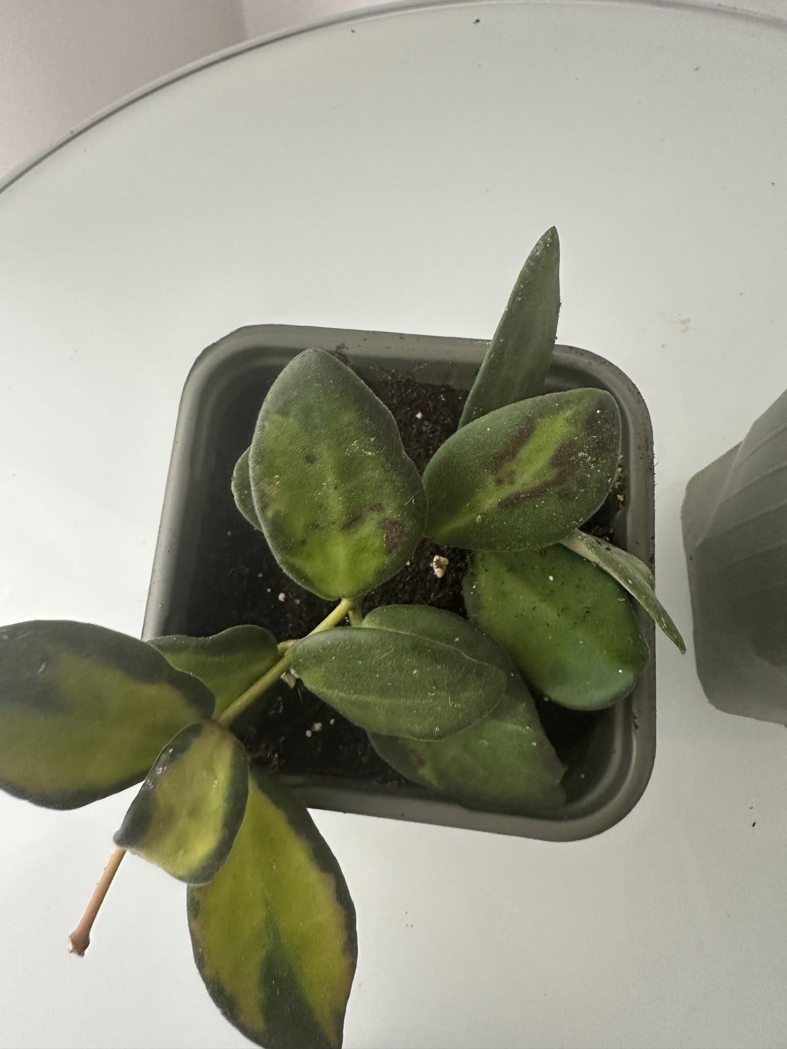 Hoya Växter mix 4 stuck