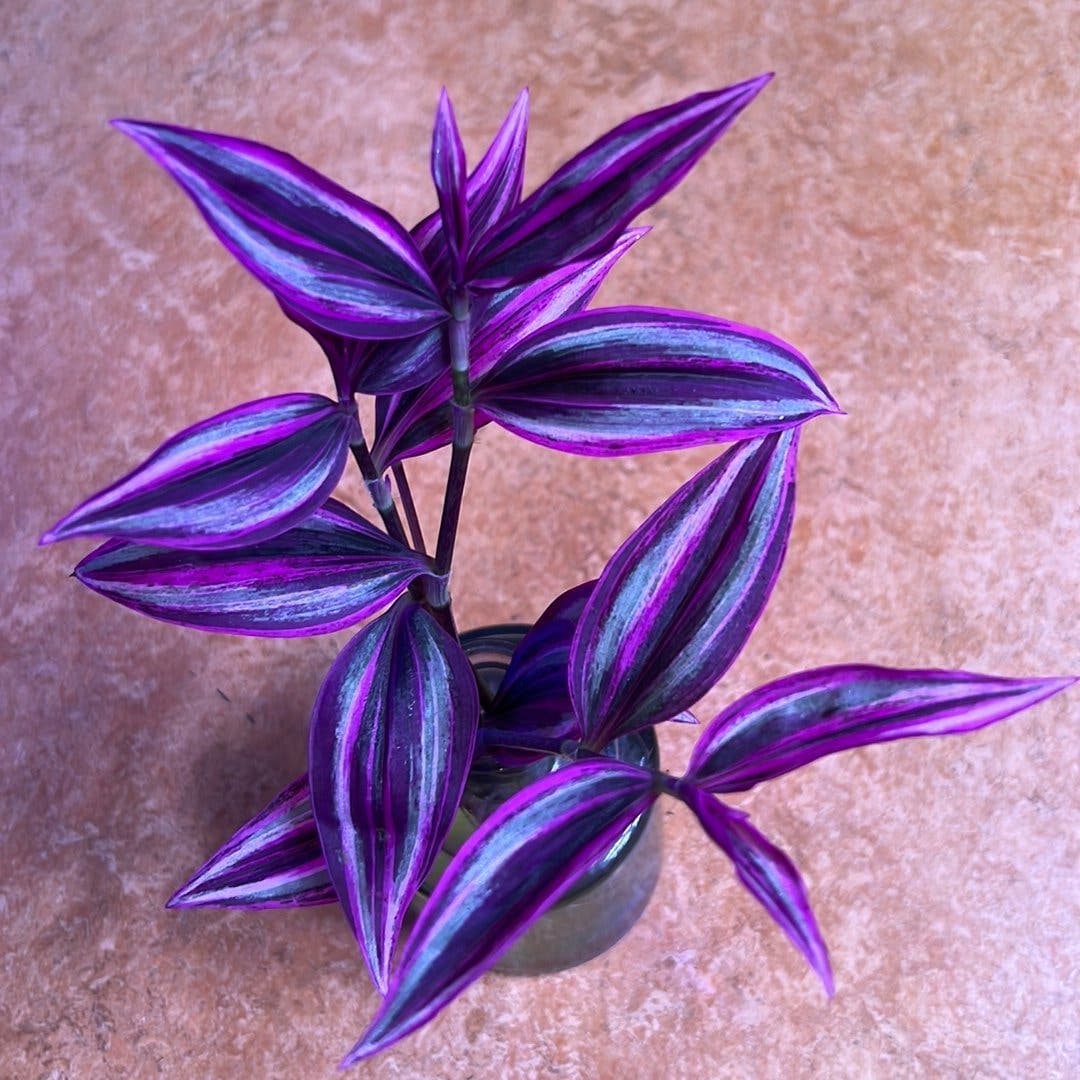 Tradescantia Zebrina Tradescantia 'Pink Paradise’ sticklingar