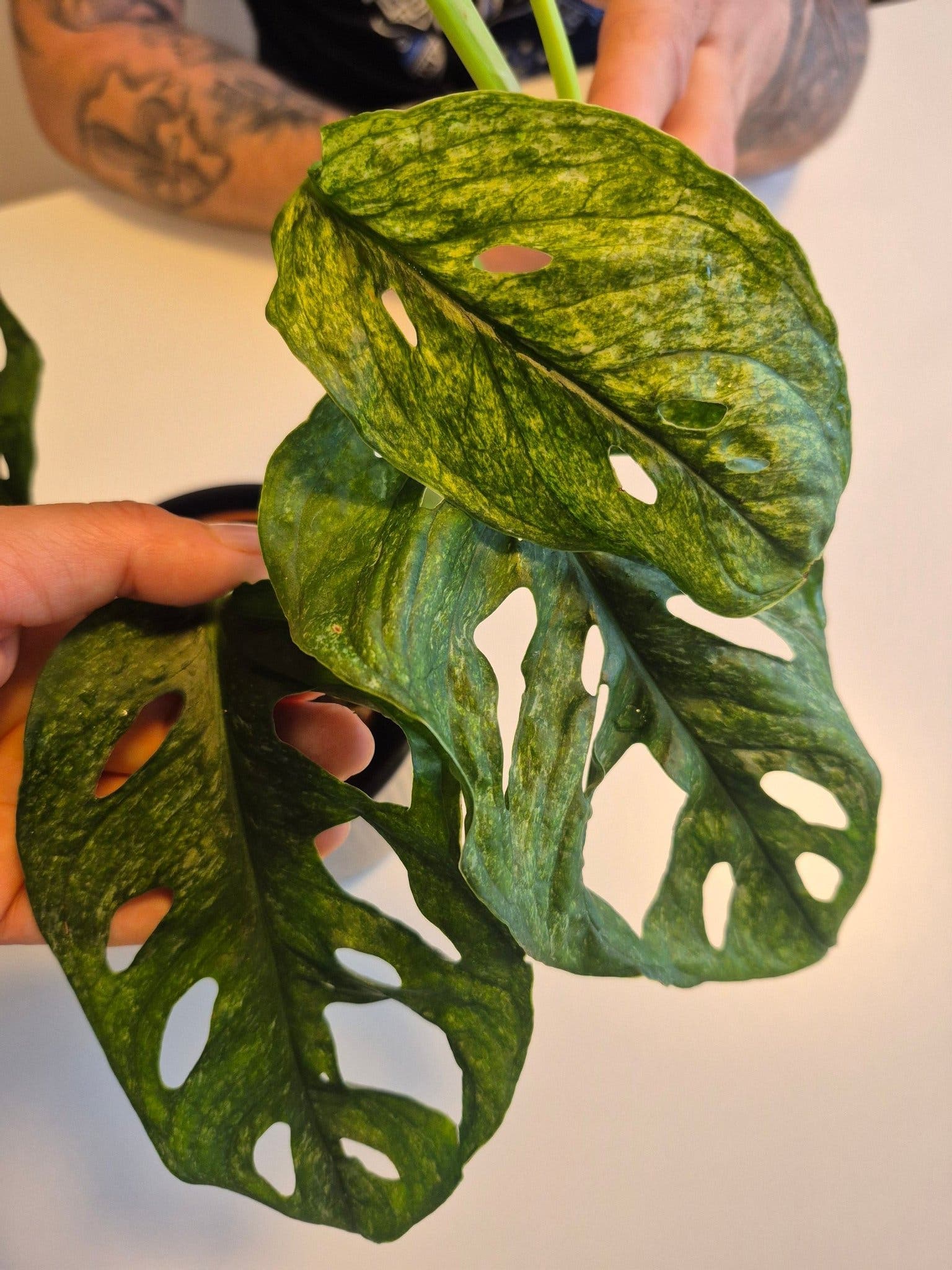 Monstera Adansonii Mint