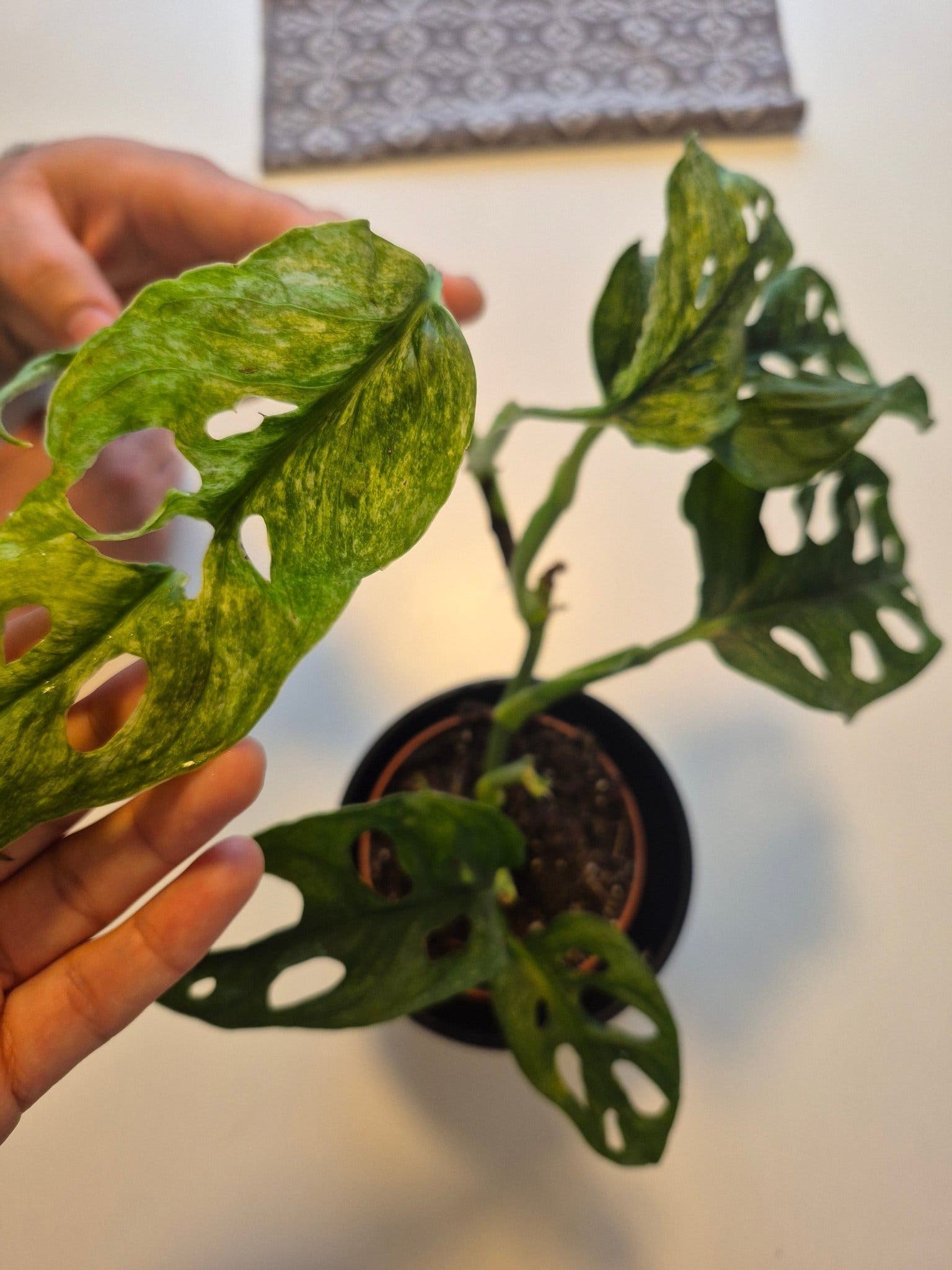 Monstera Adansonii Mint