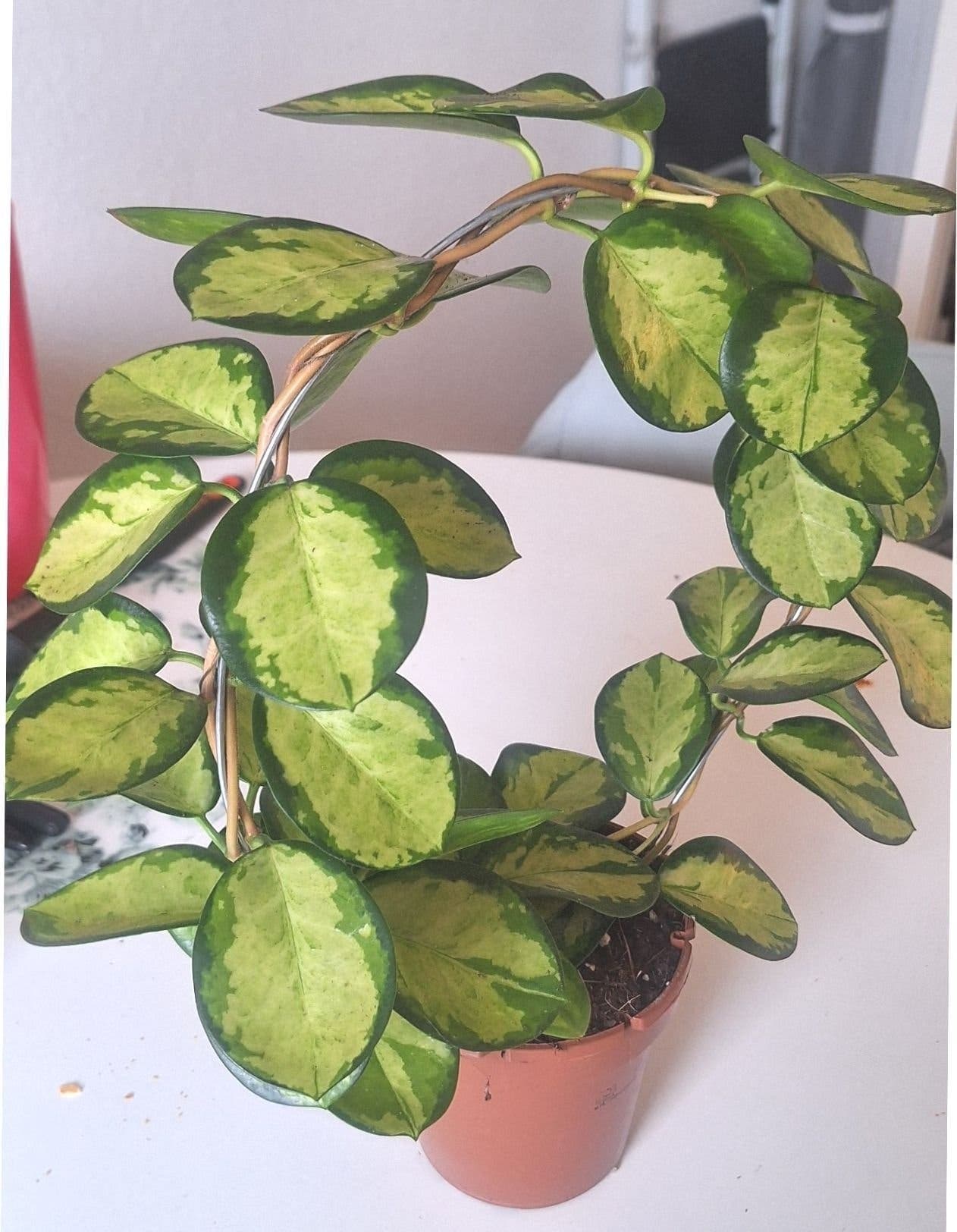 Hoya Australis 'Lisa'