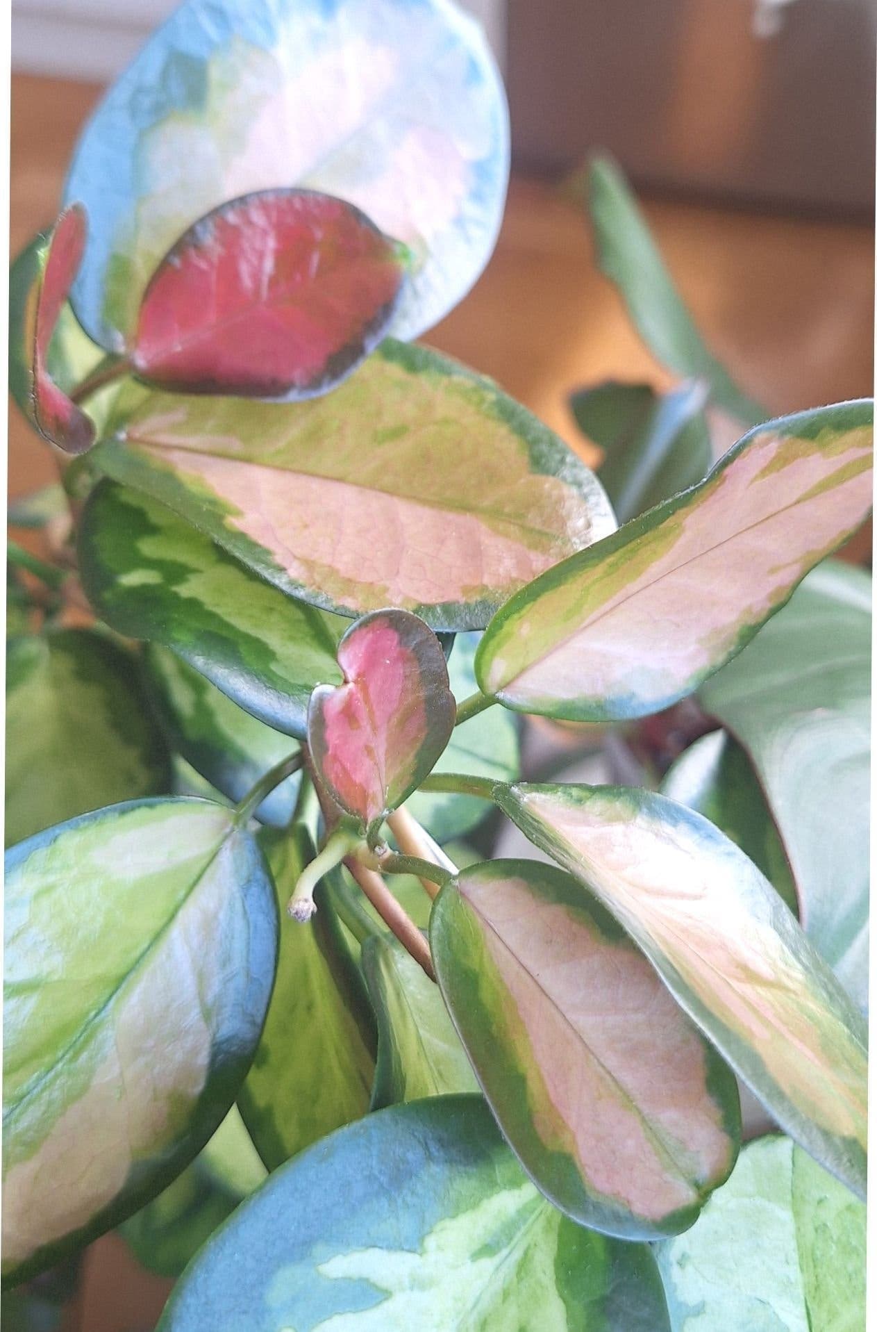 Hoya Australis 'Lisa'