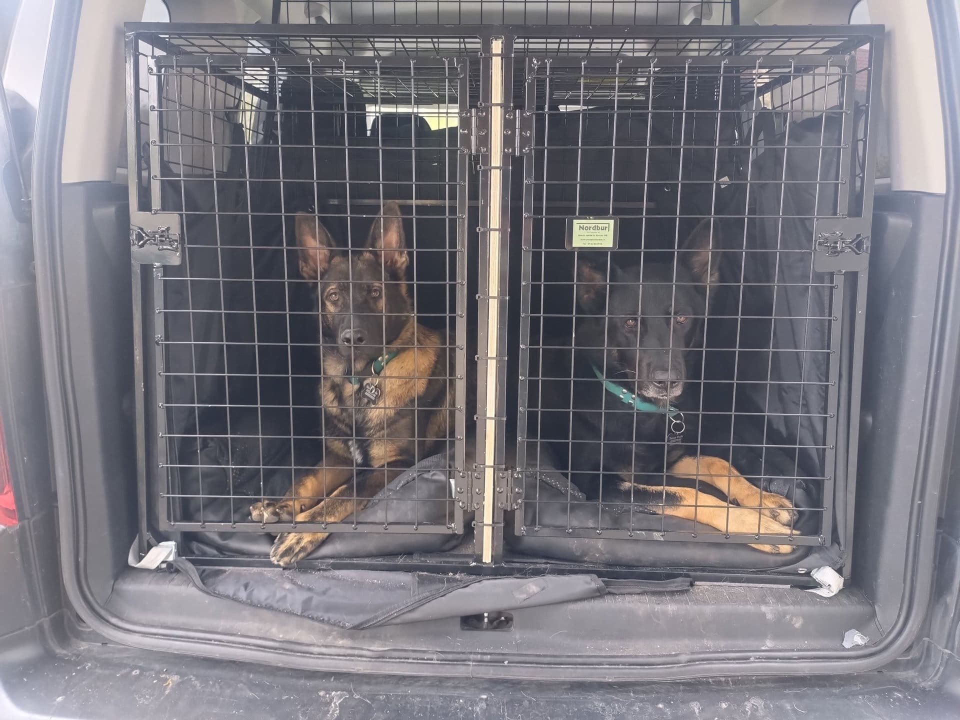 Bilbur med förvaringshylla och lastgaller för hund