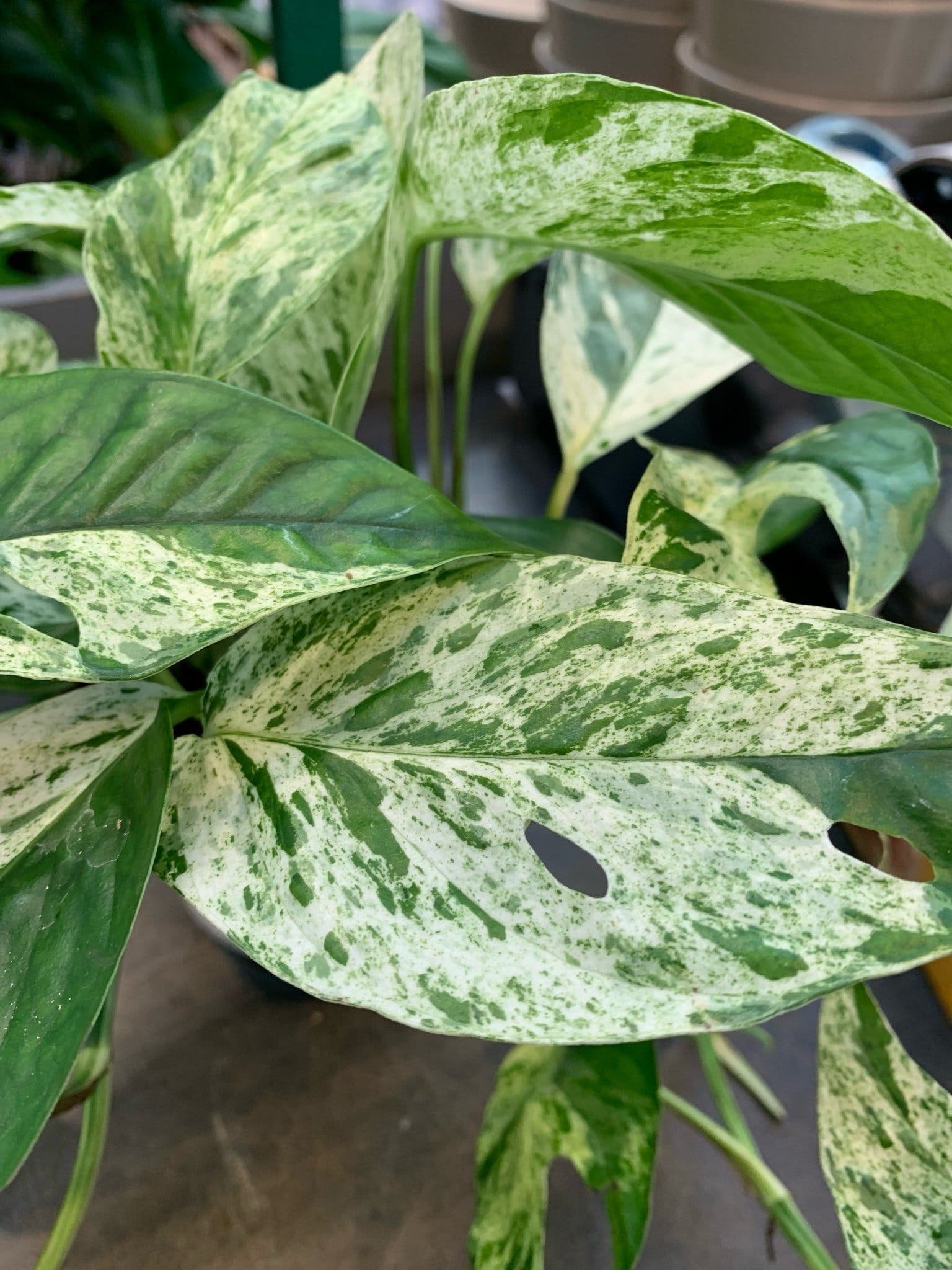 En stickling av EPIPREMNUM ' MARBLE VARIEGATA ' EPIPREMNUM PINNATUM
