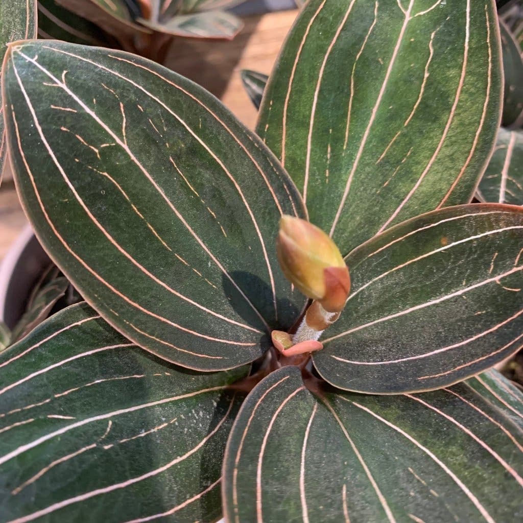 En Fin Rotad stickling av Juvelorkidé Ludisia discolor
