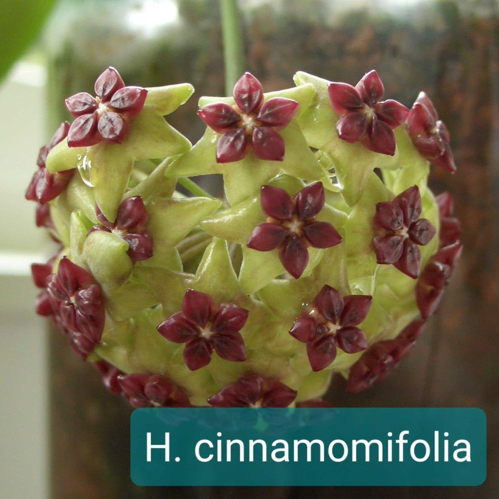 Hoya cinnamomifolia stickling orotad