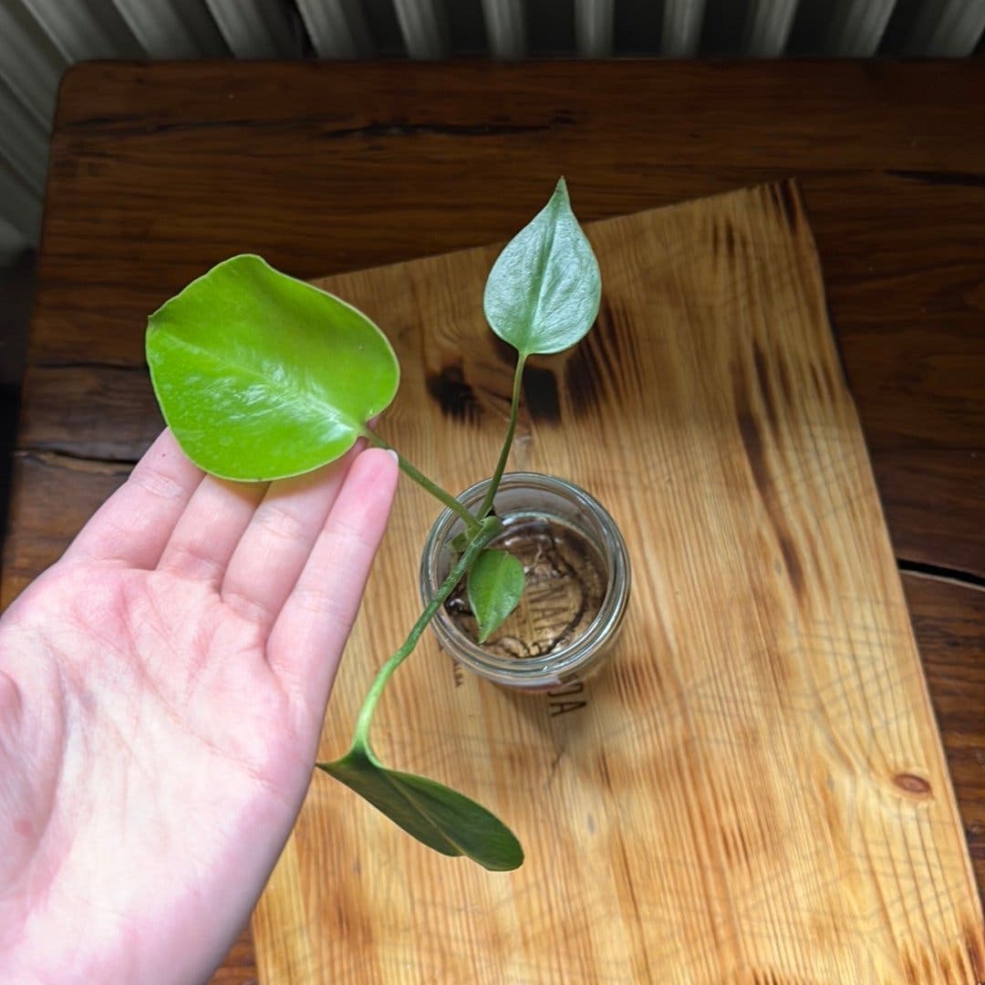 Monstera deliciosa stickling