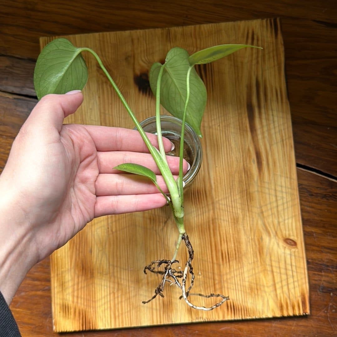 Monstera deliciosa stickling