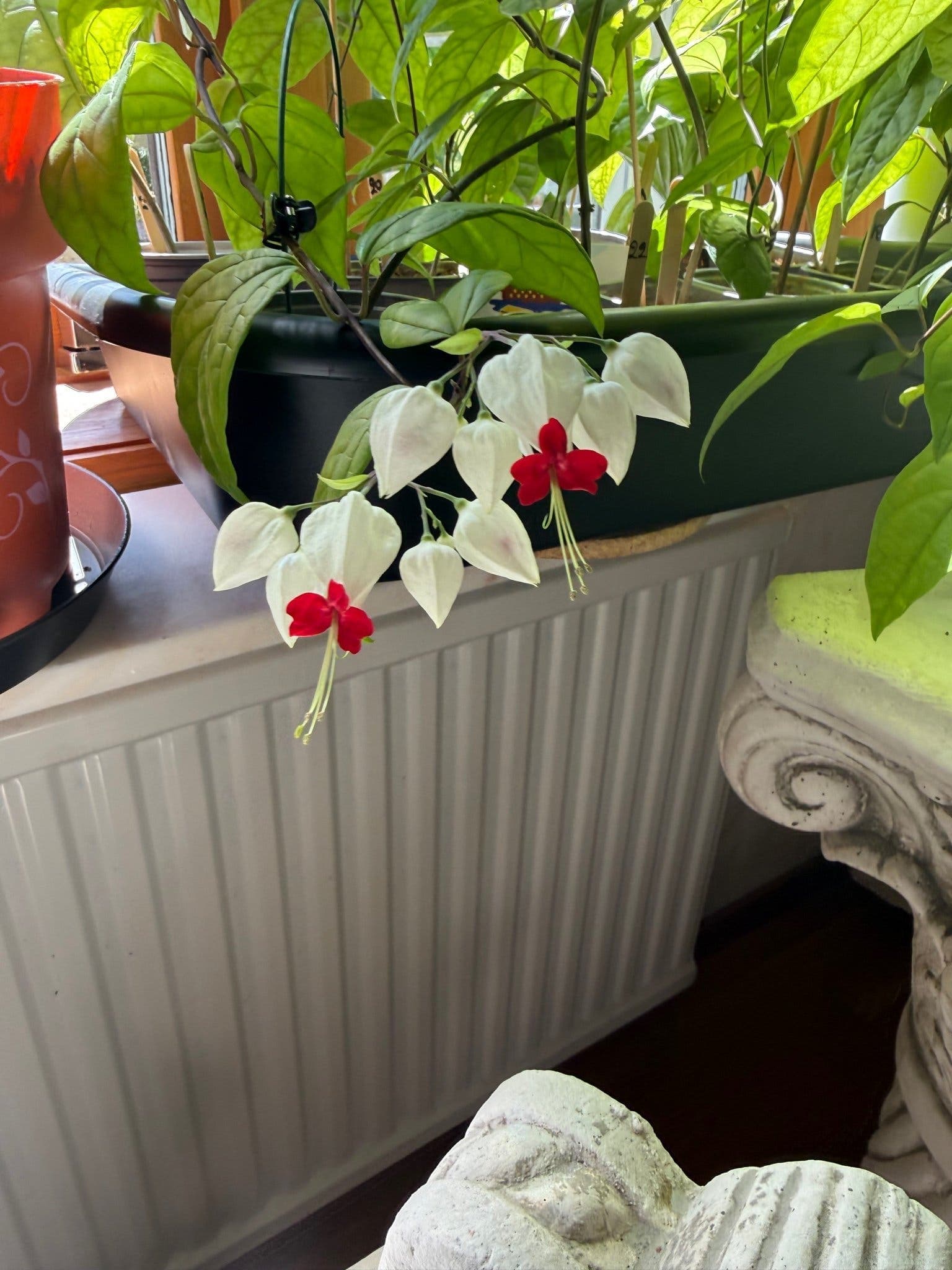 Ödesträd- Clerodendrum thomsoniae nr9