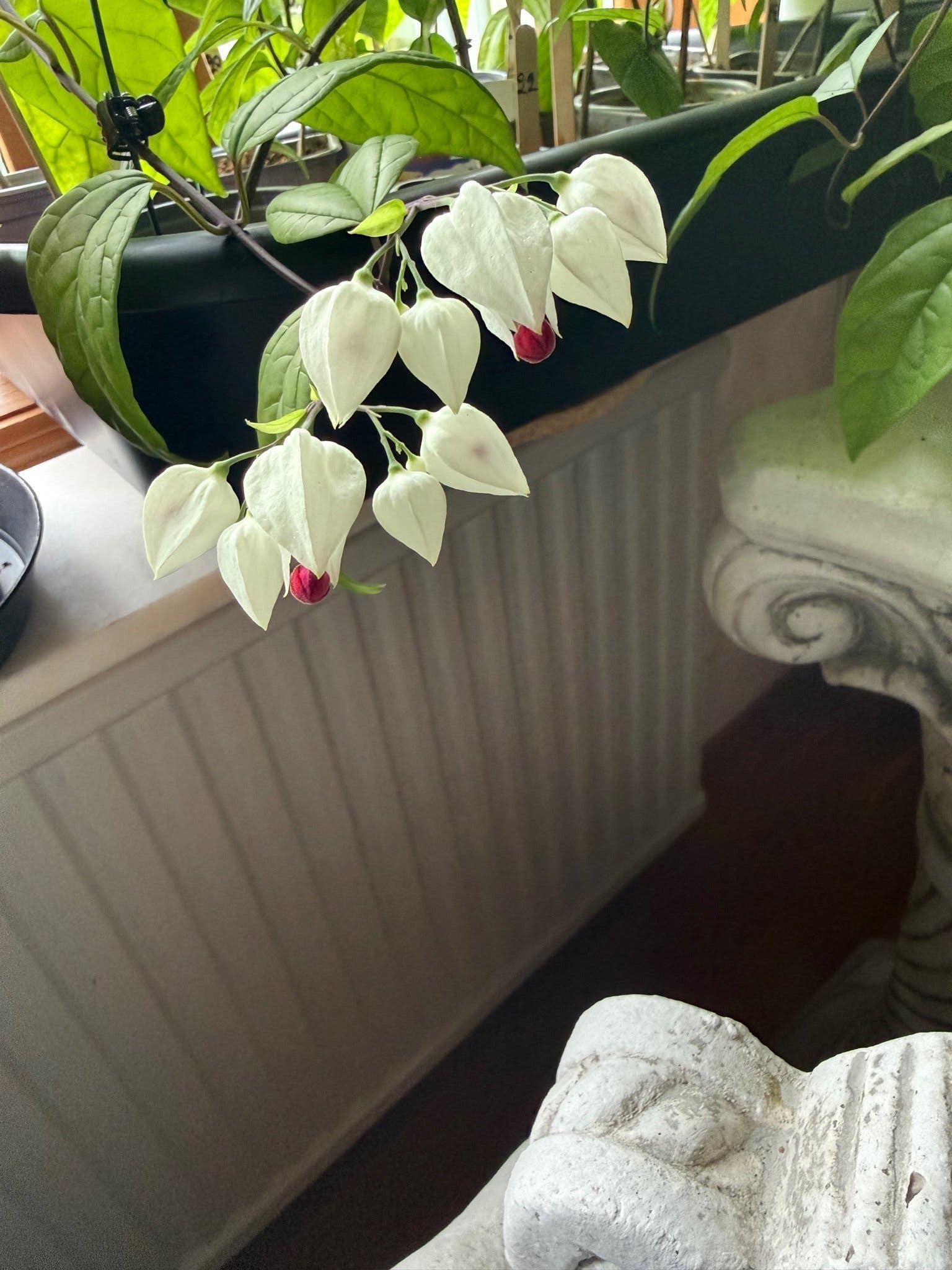 Ödesträd- Clerodendrum thomsoniae nr9