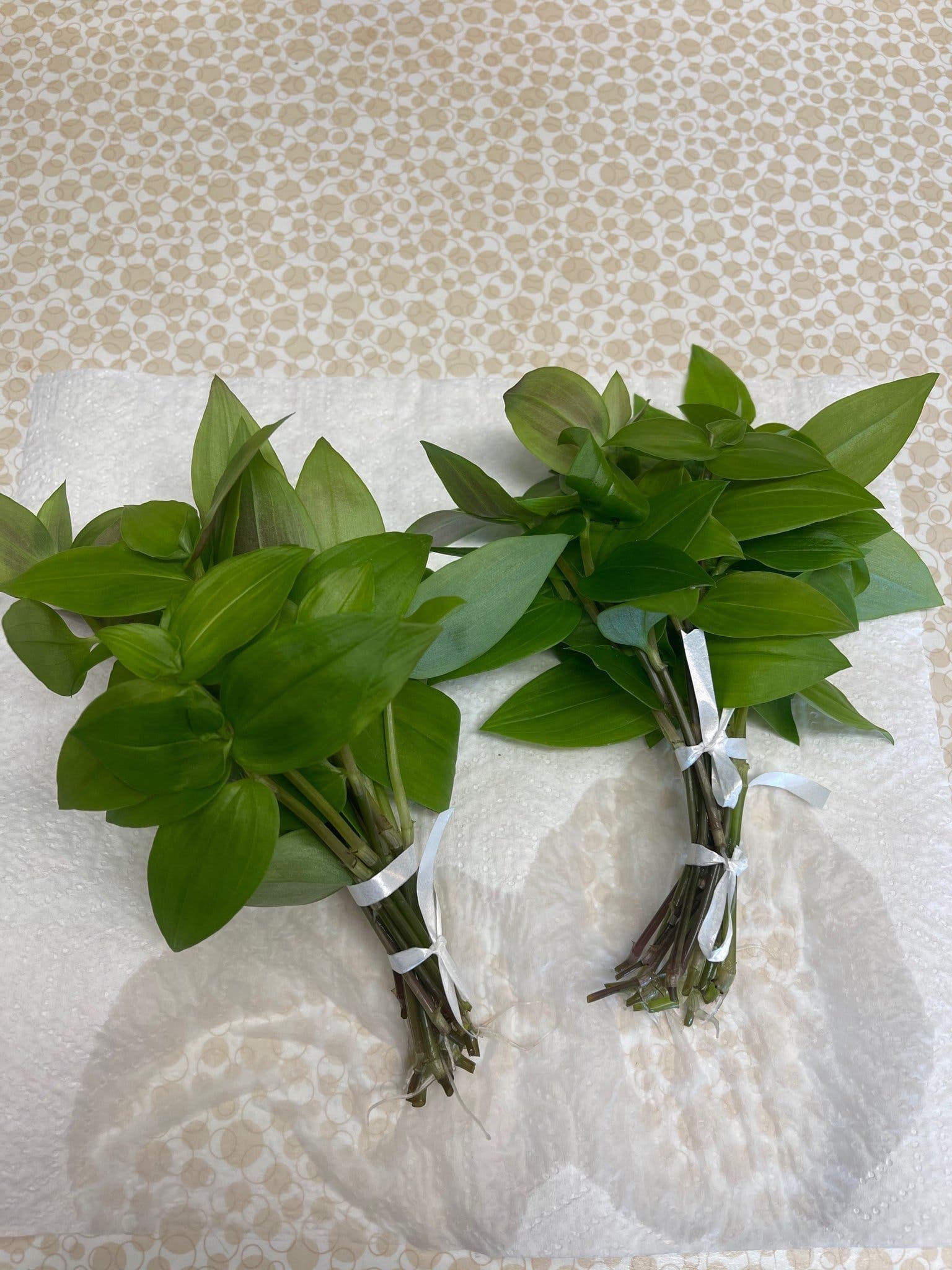 5 st Skvallerreva, Tradescantia fluminensis