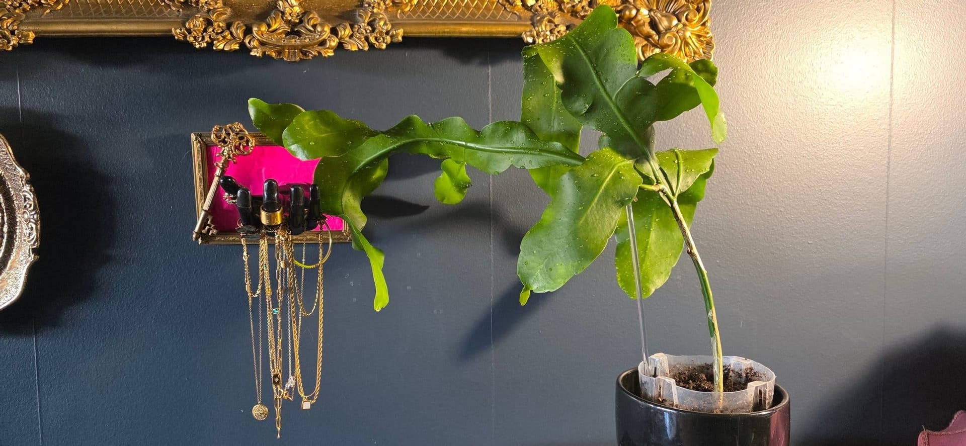 "Nattens prinsessa" - epiphyllum oxypetalum Stor planta