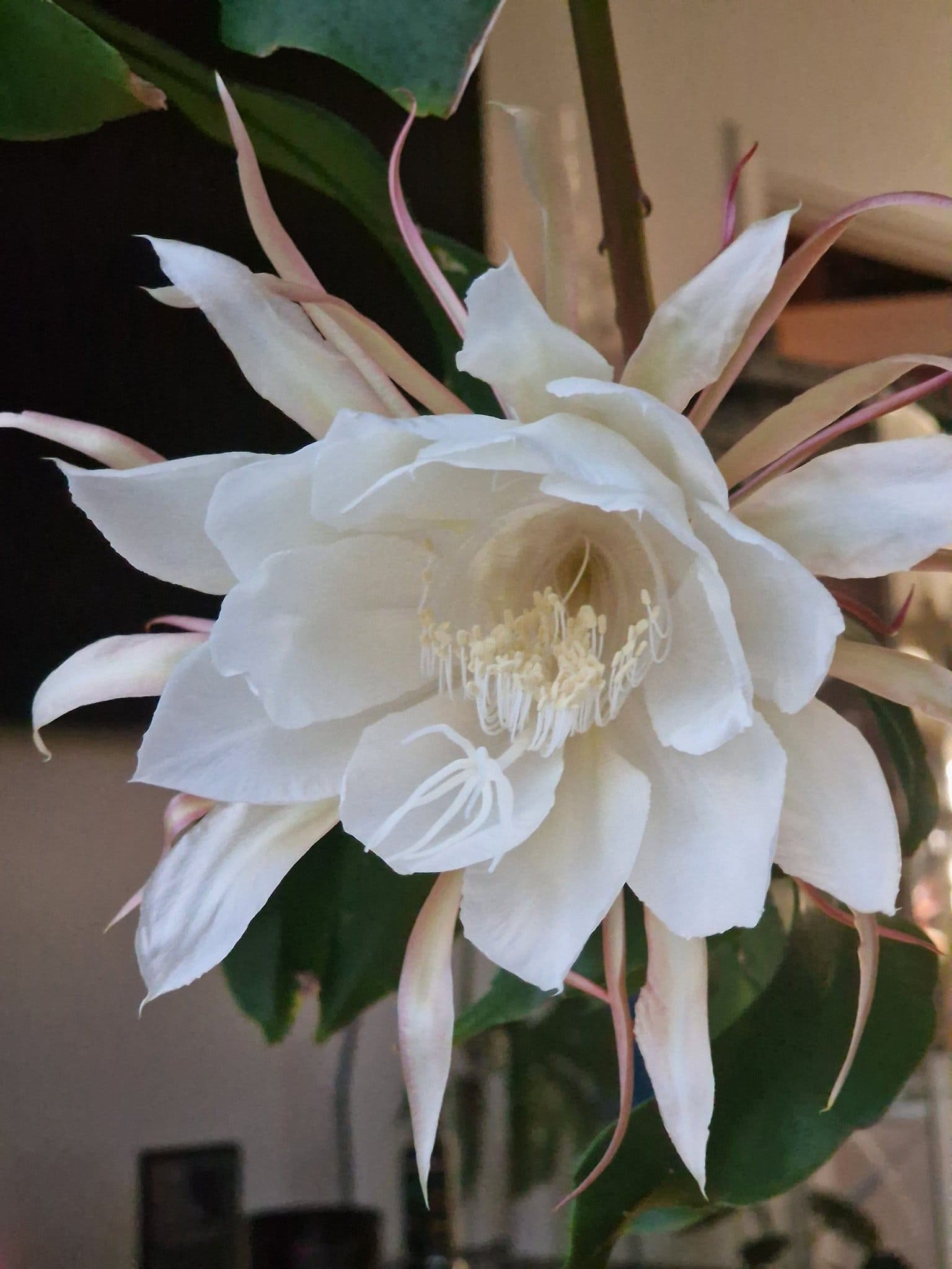 "Nattens prinsessa" - epiphyllum oxypetalum Stor planta