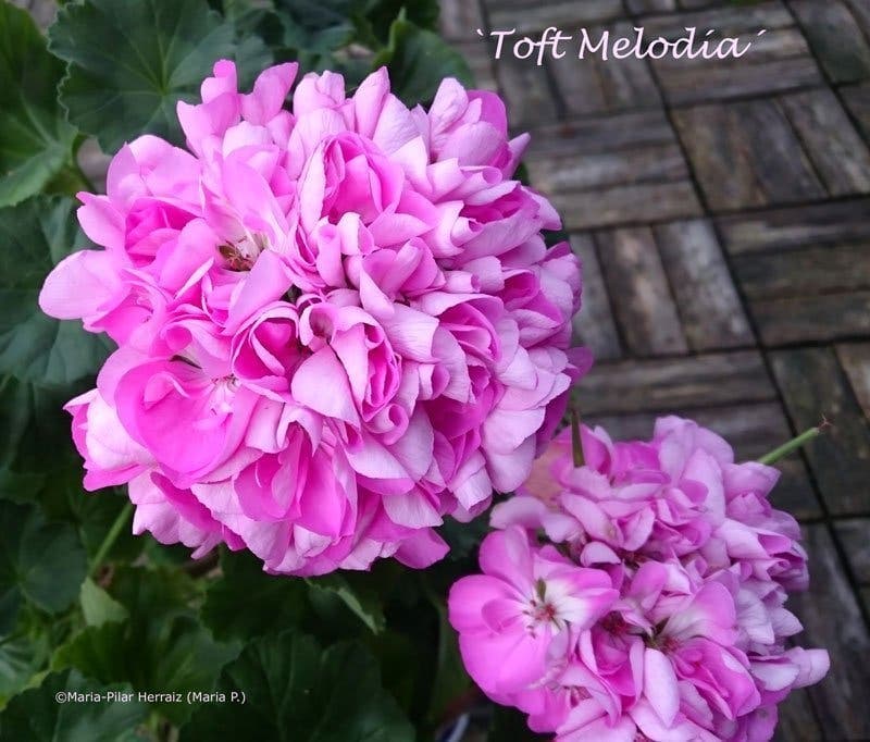 Pelargon `Toft Melodía´, zonal, tetraploid. Rotad stickling