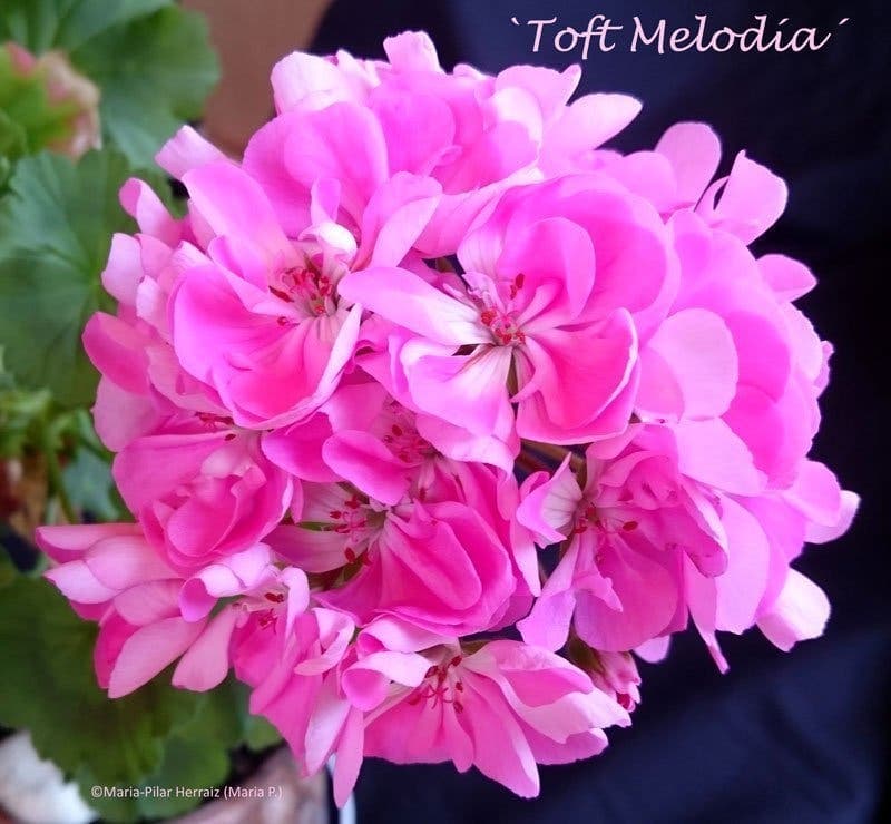 Pelargon `Toft Melodía´, zonal, tetraploid. Rotad stickling
