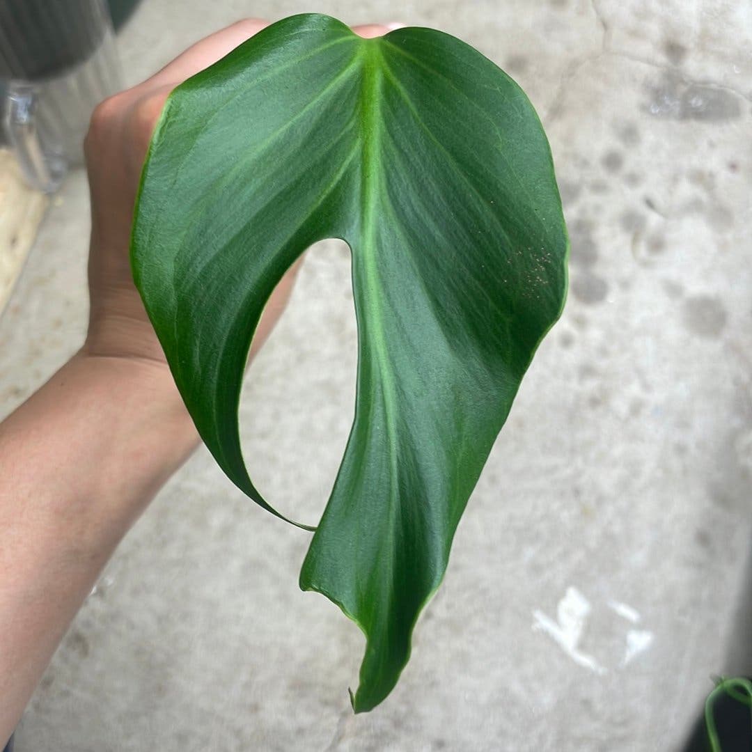 Monstera burle marx flame stickling