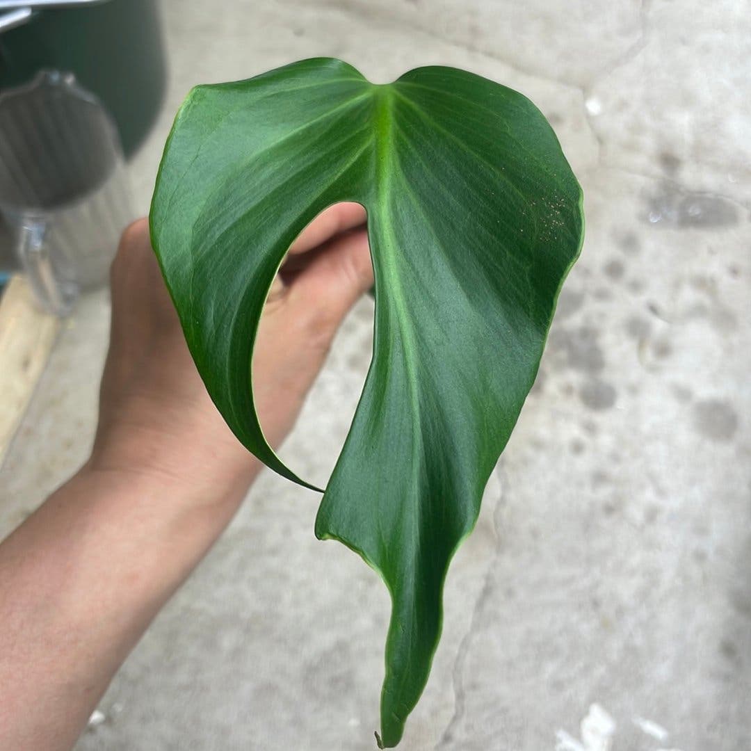 Monstera burle marx flame stickling